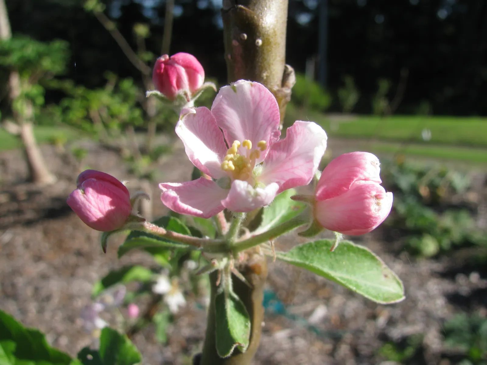 Dorset Golden Apple (Malus Pumila 'Dorsett Golden') — well-balanced flavor that ripens by early summer - often by June.<br><br>For optimum fruit production