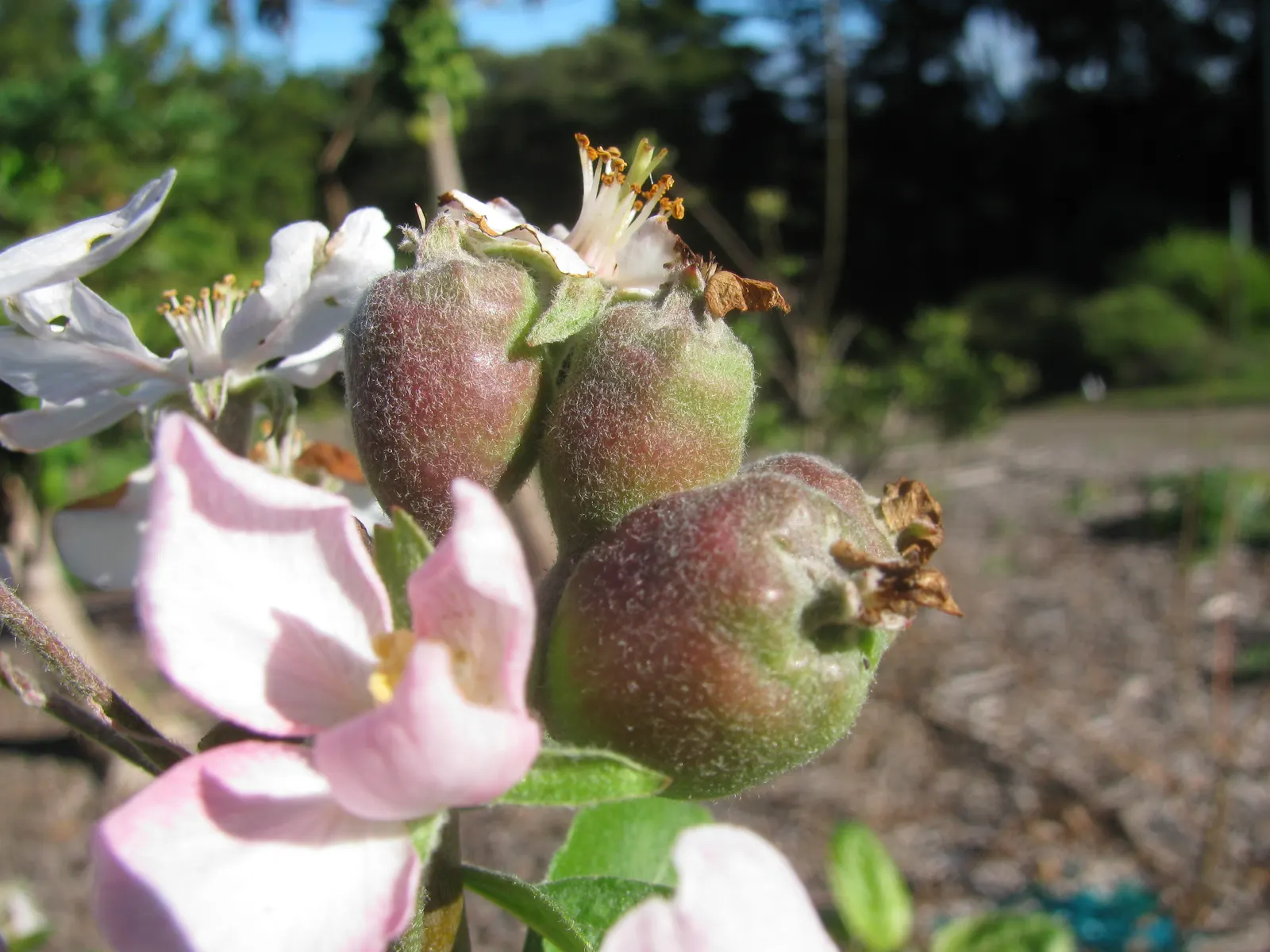 Dorset Golden Apple (Malus Pumila 'Dorsett Golden') — which blooms concurrently and also flourishes in warmer zones.<br><br>Besides its fruiting benefits