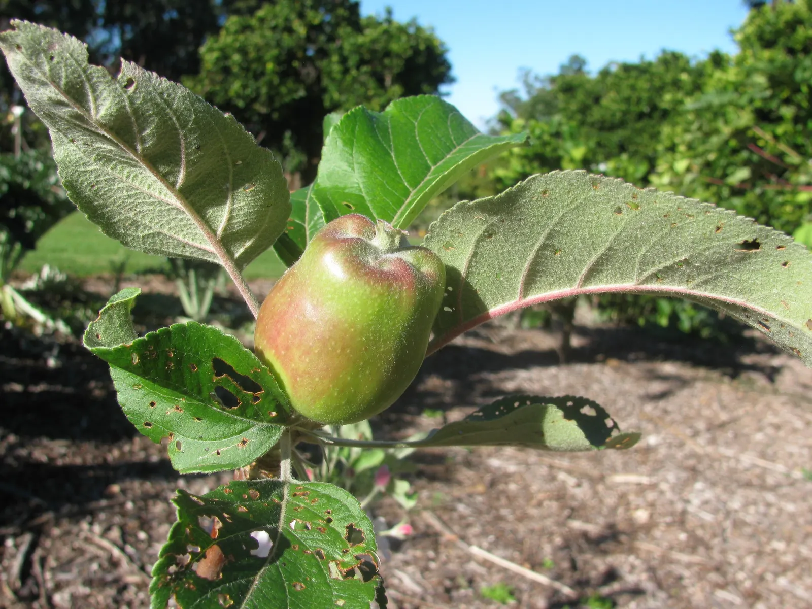 Dorset Golden Apple (Malus Pumila 'Dorsett Golden') — An excellent companion is the 'Anna' apple
