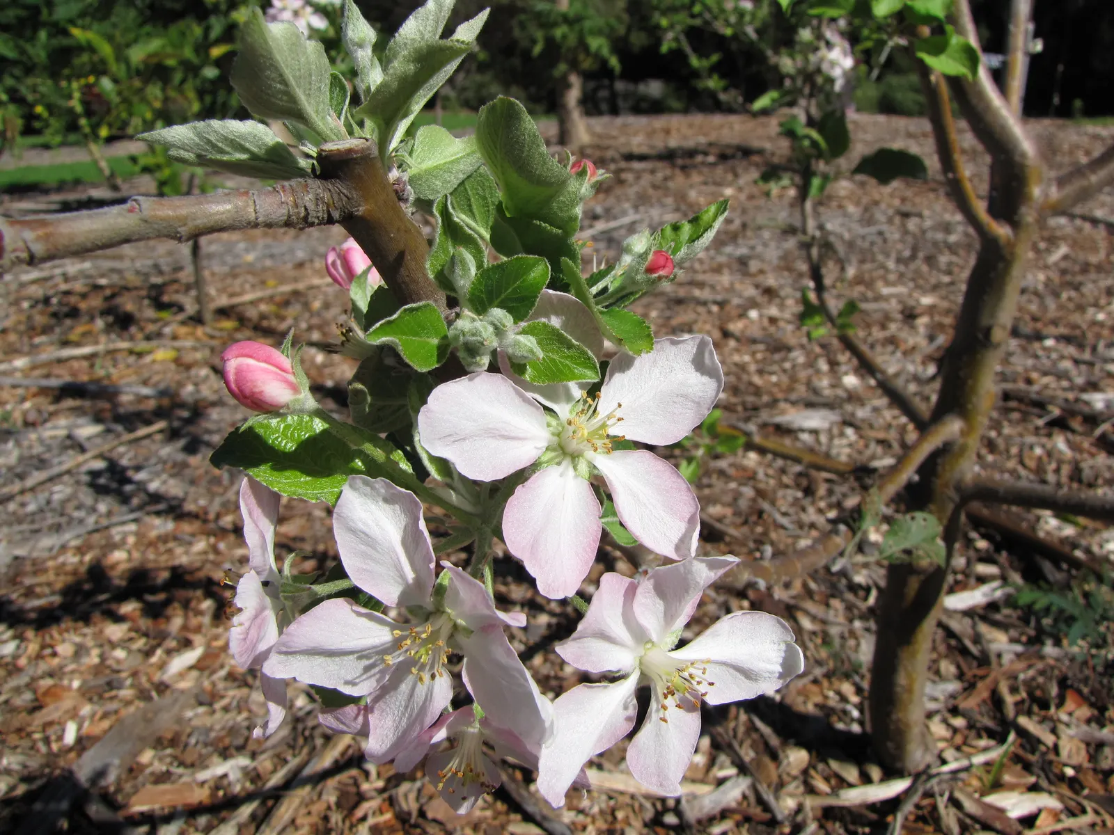 Dorset Golden Apple (Malus Pumila 'Dorsett Golden') — Regular pruning will maintain its shape and maximize fruit yield for the client's enjoyment