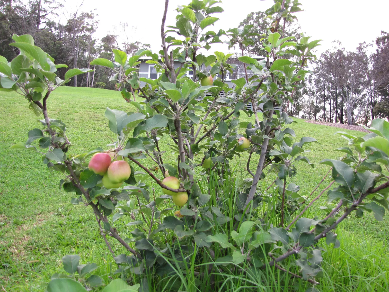 Dorset Golden Apple (Malus Pumila 'Dorsett Golden') — pink and white flowers in the garden