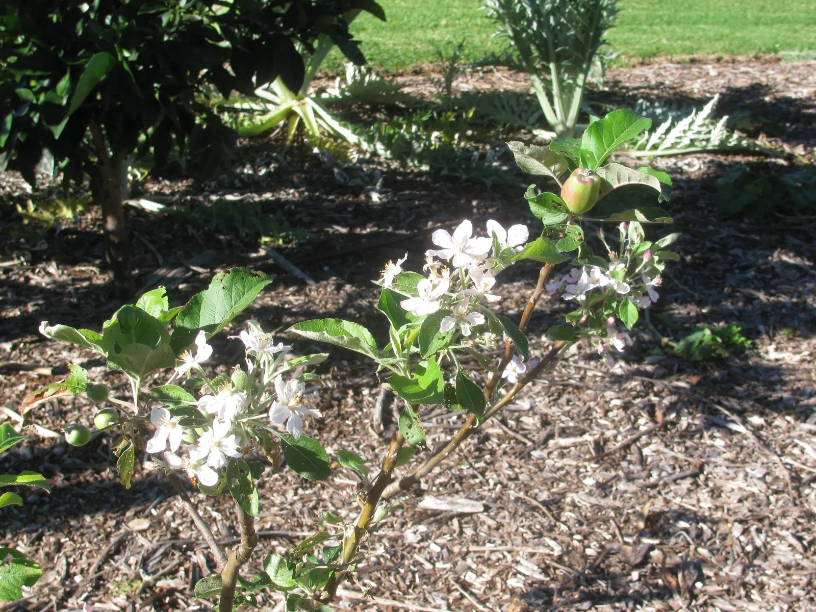 Dorset Golden Apple (Malus Pumila 'Dorsett Golden') — Following the blooming period; tree with pink and white blooms