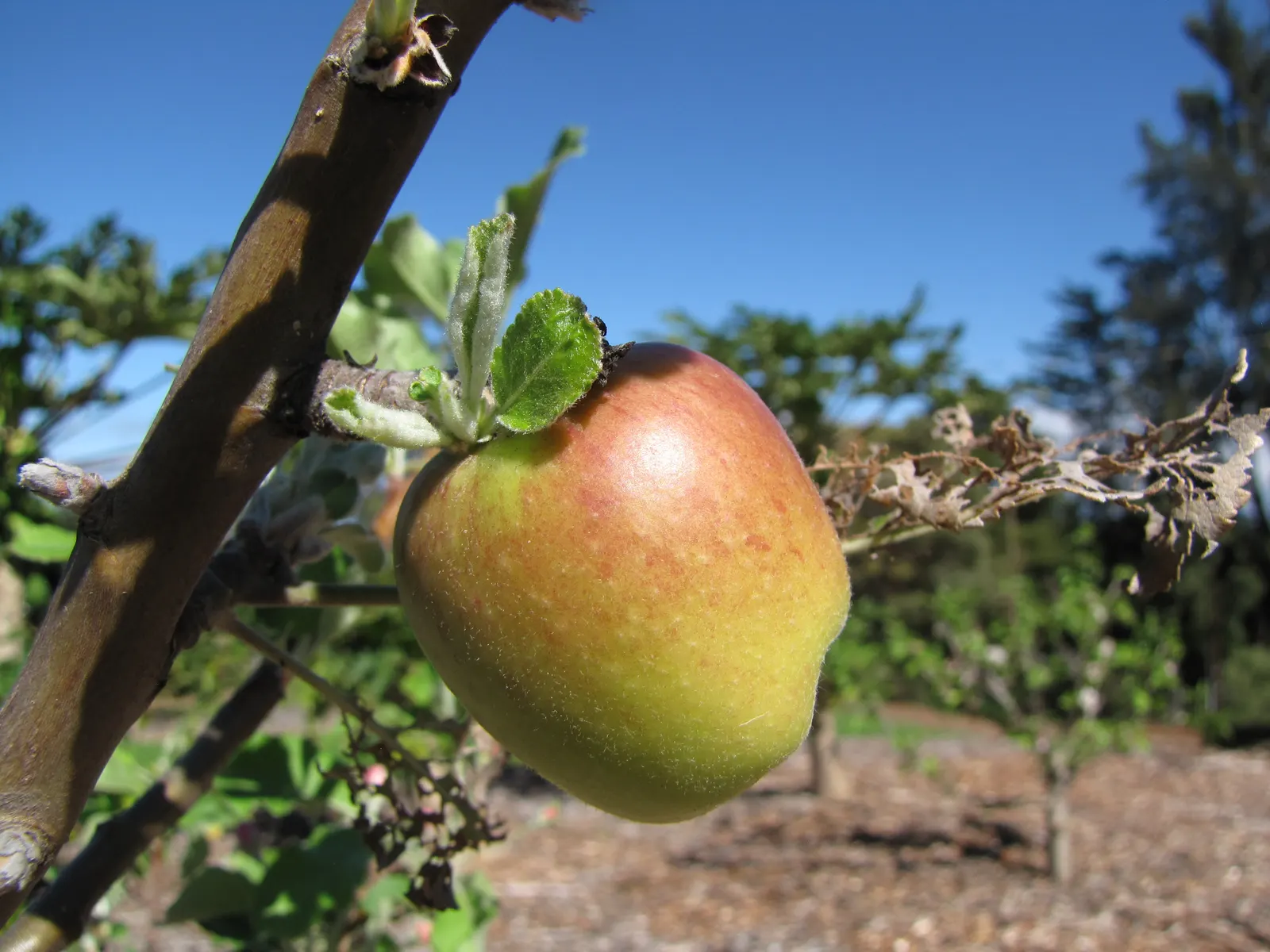 Dorset Golden Apple (Malus Pumila 'Dorsett Golden') — the tree yields an abundance of yellow-skinned apples with a sweet; its blossoms add spring charm, while