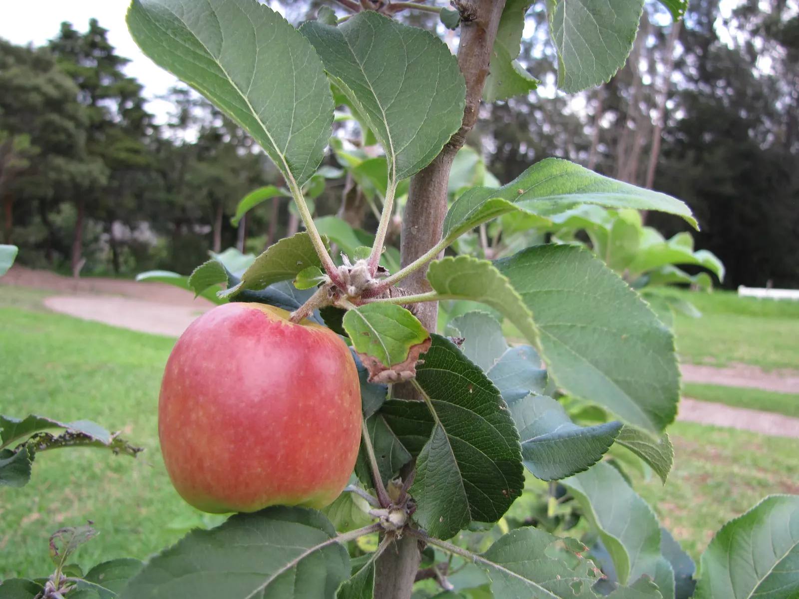 Dorset Golden Apple (Malus Pumila 'Dorsett Golden') — it is advisable to plant Dorset Golden alongside another apple variety to facilitate cross-pollination