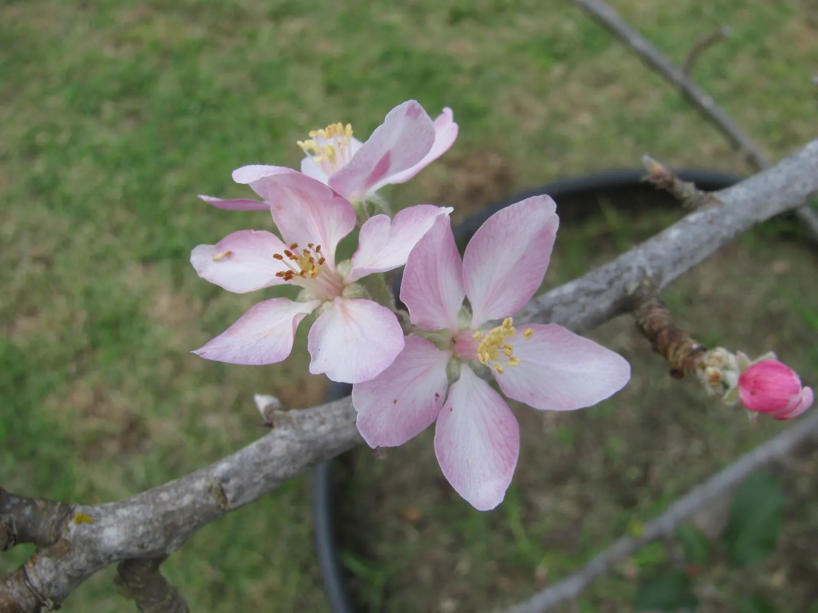 Dorset Golden Apple (Malus Pumila 'Dorsett Golden') — The 'Dorsett Golden' apple (Malus pumila) presents an early-bearing; it requires 100-200 chill hours and