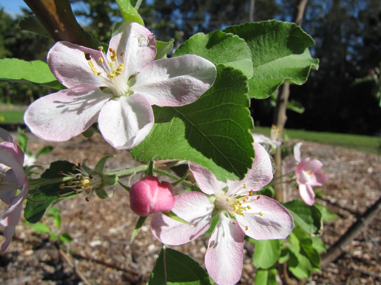Dorset Golden Apple (Malus Pumila 'Dorsett Golden') — reaching about 10-15 ft in height; following the blooming period