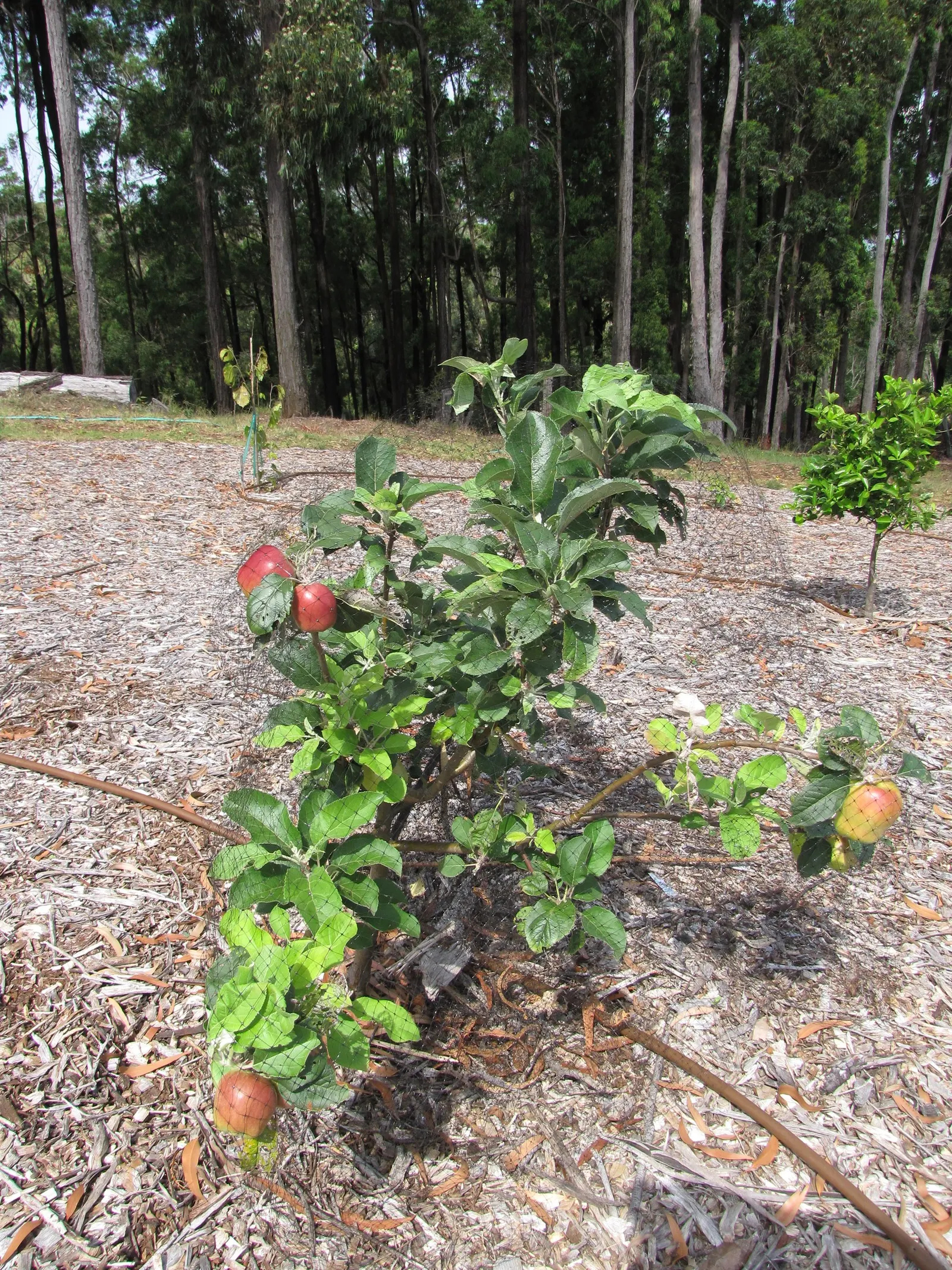 Dorset Golden Apple (Malus Pumila 'Dorsett Golden') — lush green summer foliage