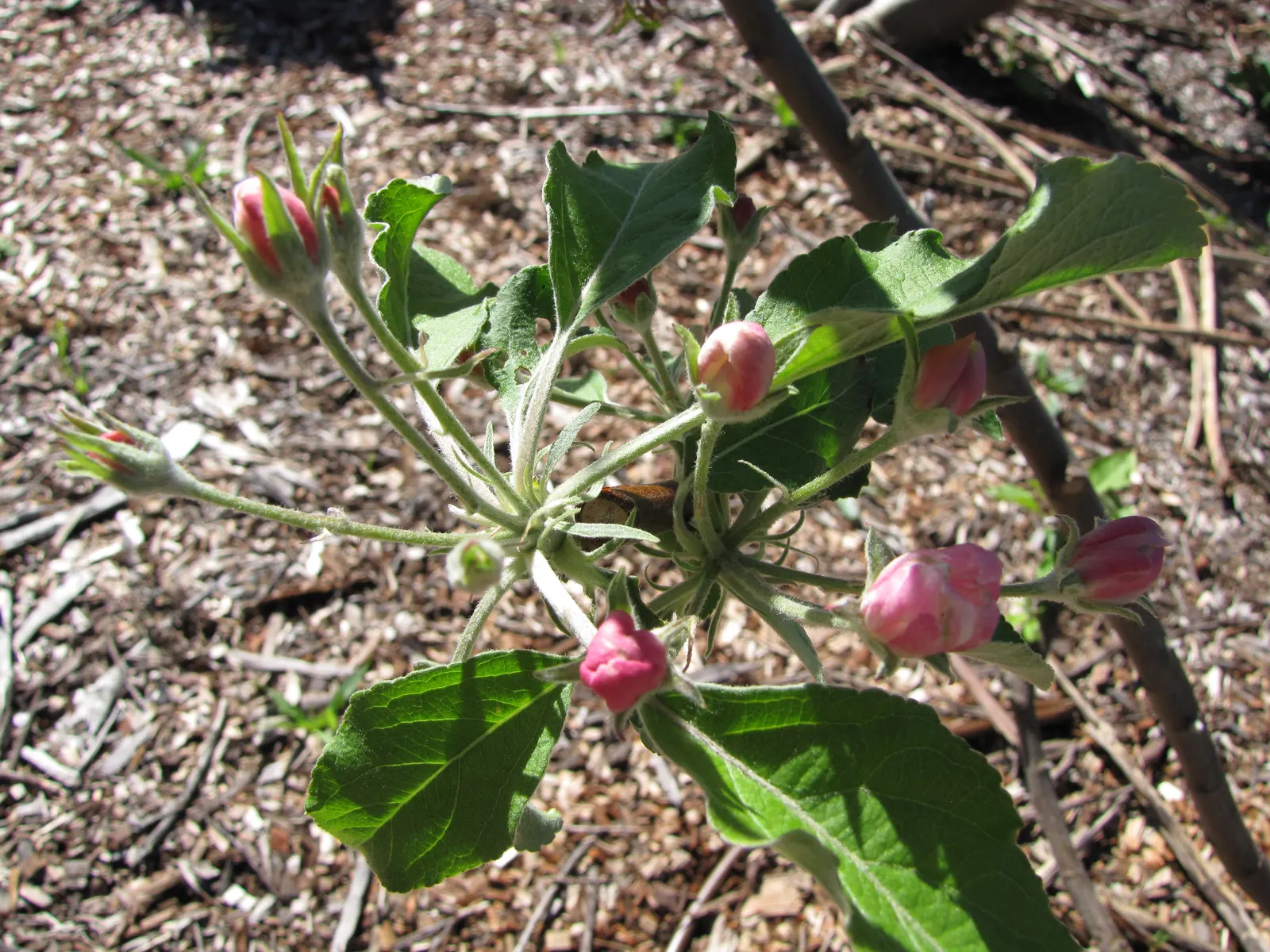 Dorset Golden Apple (Malus Pumila 'Dorsett Golden') — commonly known as Dorset Golden Apple