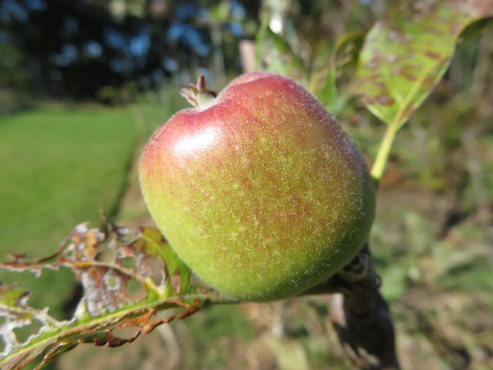 Dorset Golden Apple (Malus Pumila 'Dorsett Golden') — This choice contributes golden-yellow fruit, with a sweet and tart flavor, ripening by late June to early