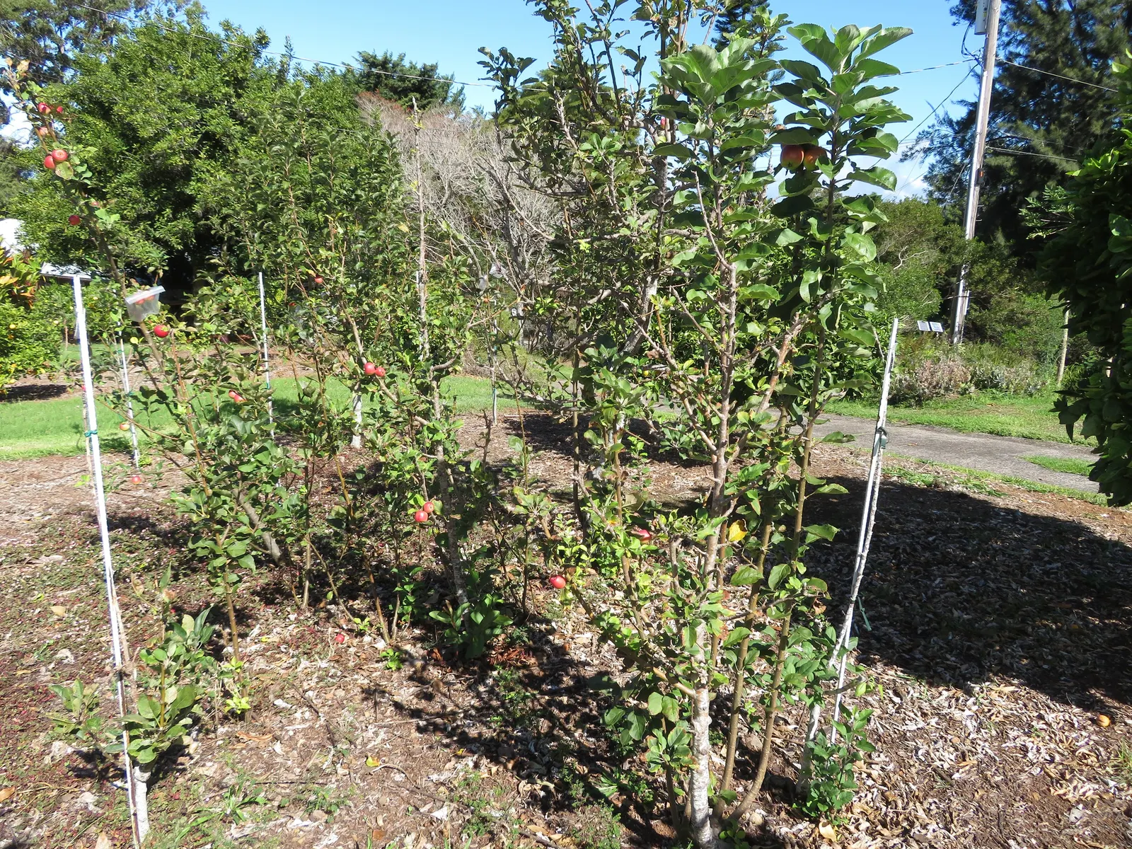 Dorset Golden Apple (Malus Pumila 'Dorsett Golden') — Following the blooming period