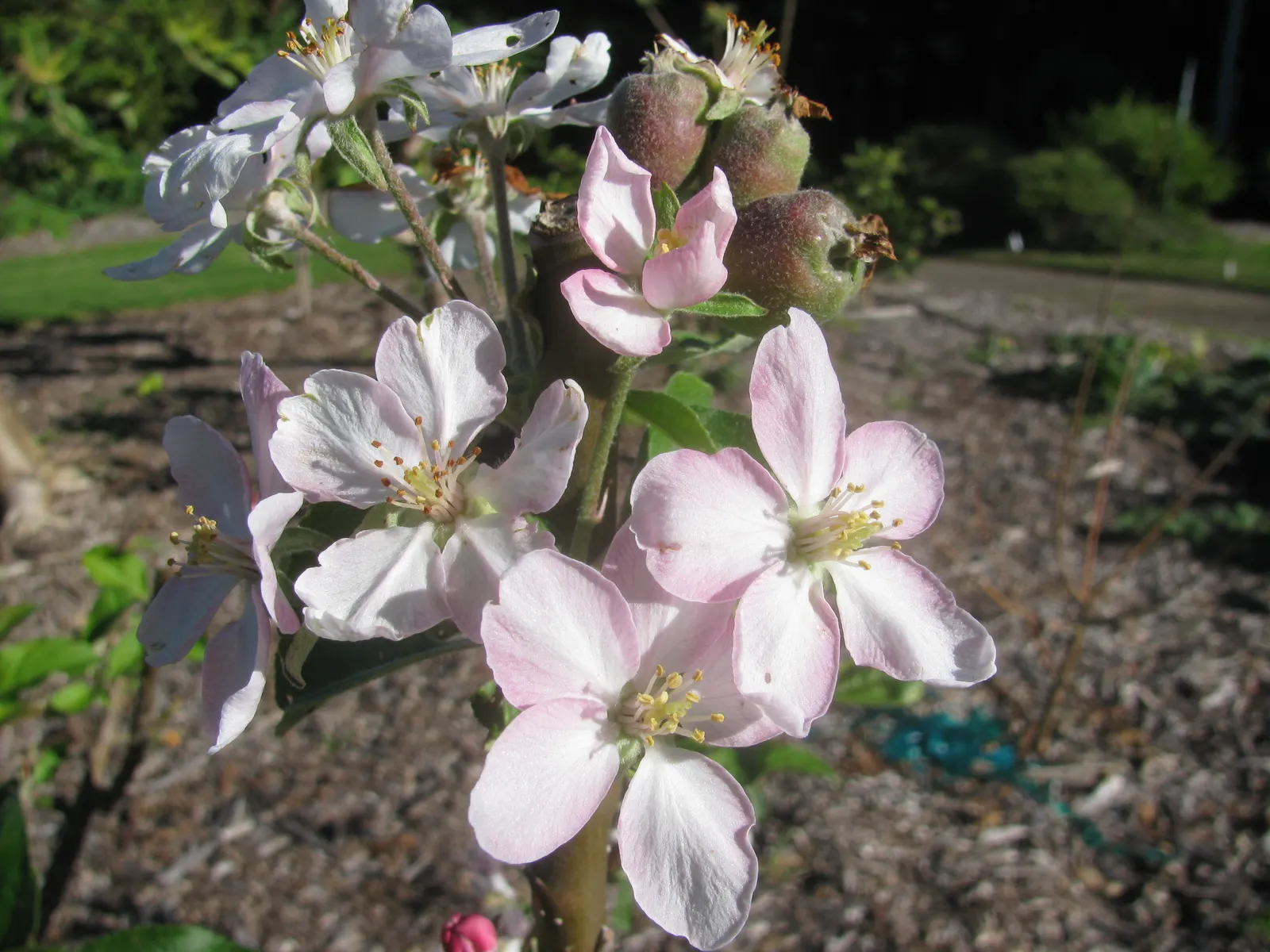 Dorset Golden Apple (Malus Pumila 'Dorsett Golden') — Dorset Golden is a suitable choice for warmer climates found in USDA Hardiness Zones 5 through 9