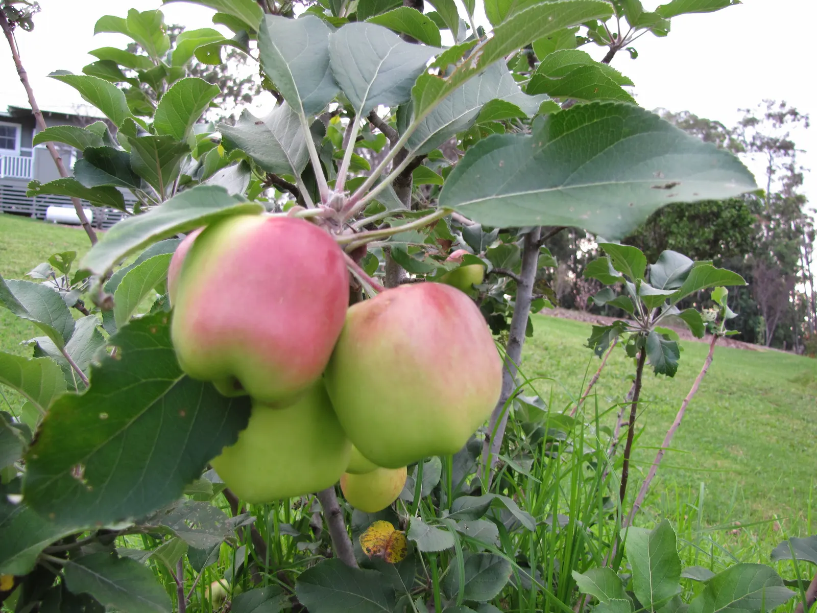 Dorset Golden Apple (Malus Pumila 'Dorsett Golden') — It requires 100-200 chill hours and performs well in warm climates; tree for full