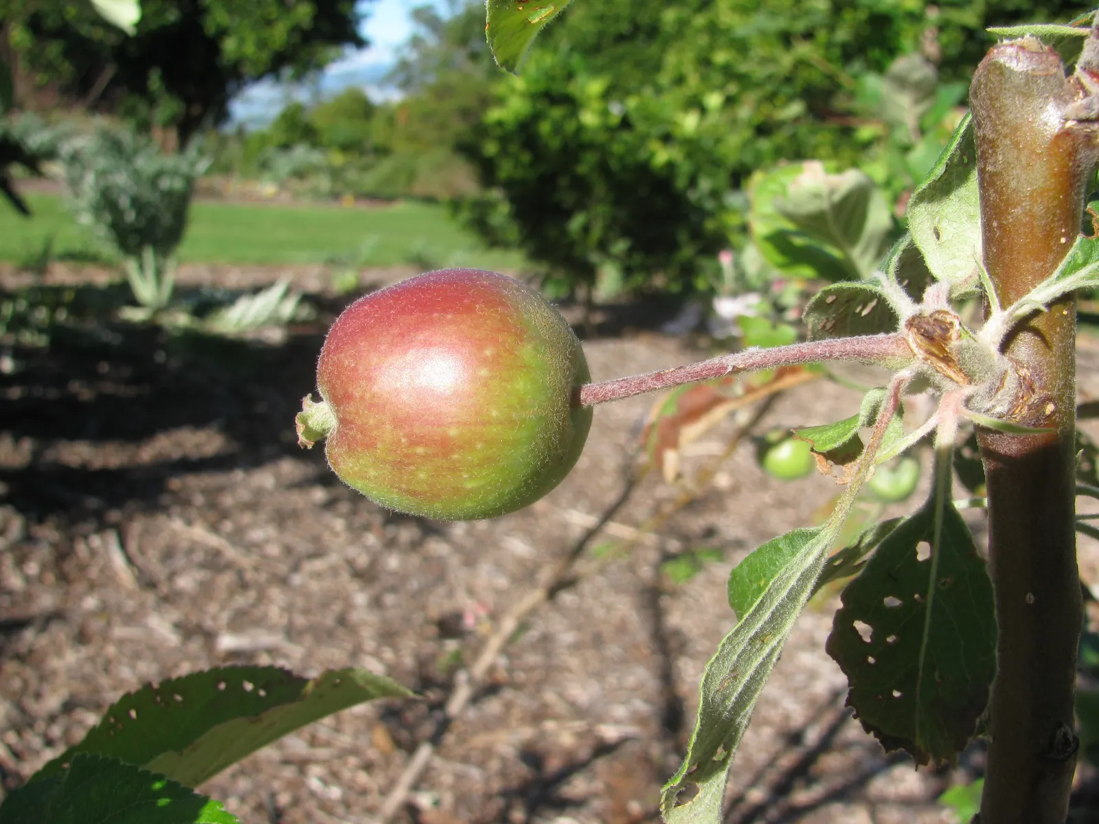 Dorset Golden Apple (Malus Pumila 'Dorsett Golden') — is a delightful and versatile fruit tree that serves both aesthetic and practical purposes in, image 33