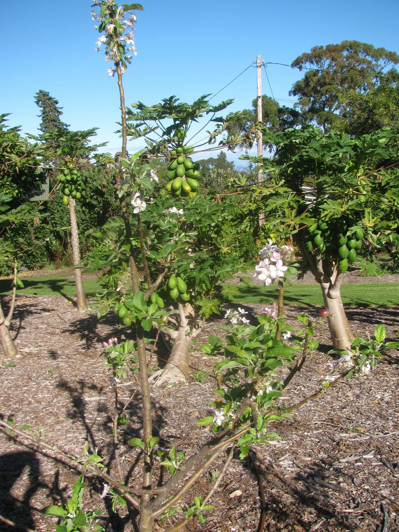 Dorset Golden Apple (Malus Pumila 'Dorsett Golden') — This choice contributes golden-yellow fruit, with a sweet and tart flavor, ripening by late, image 28