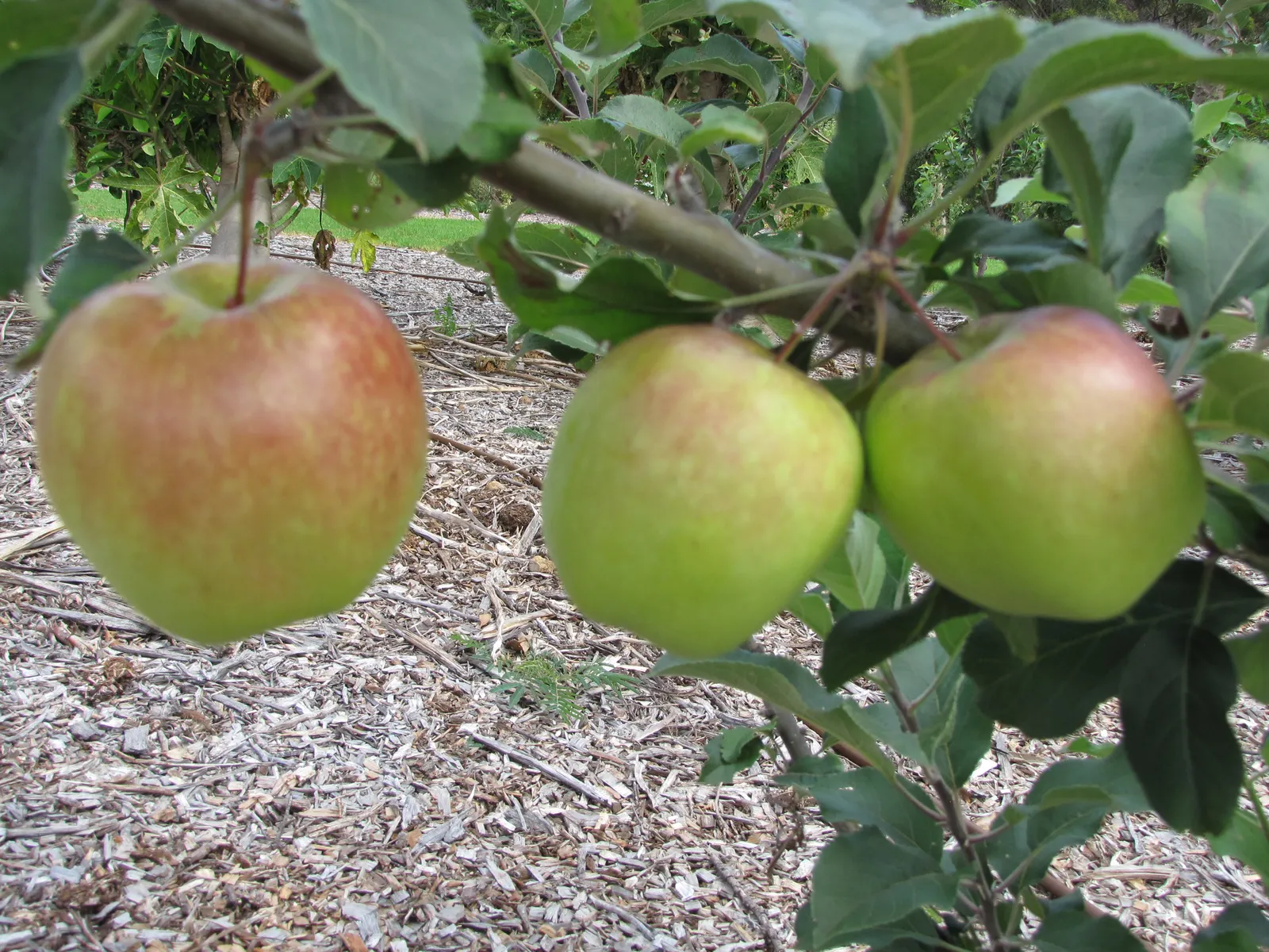 Dorset Golden Apple (Malus Pumila 'Dorsett Golden') — Dorset Golden is a suitable choice for warmer climates found in USDA Hardiness Zones 5 through 9; the