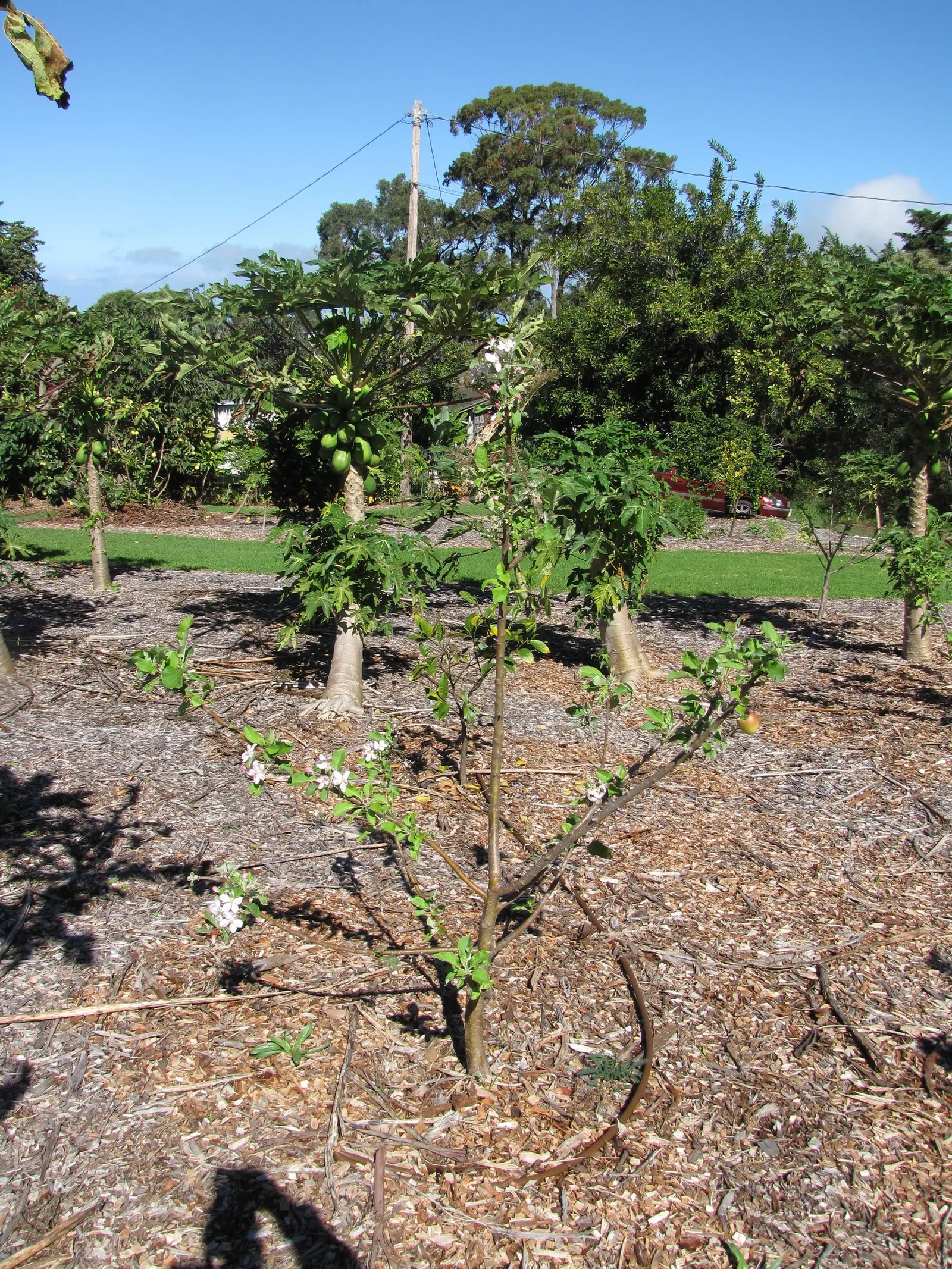 Dorset Golden Apple (Malus Pumila 'Dorsett Golden') — Its blossoms add spring charm, while its foliage offers a vibrant seasonal display; it is advisable to