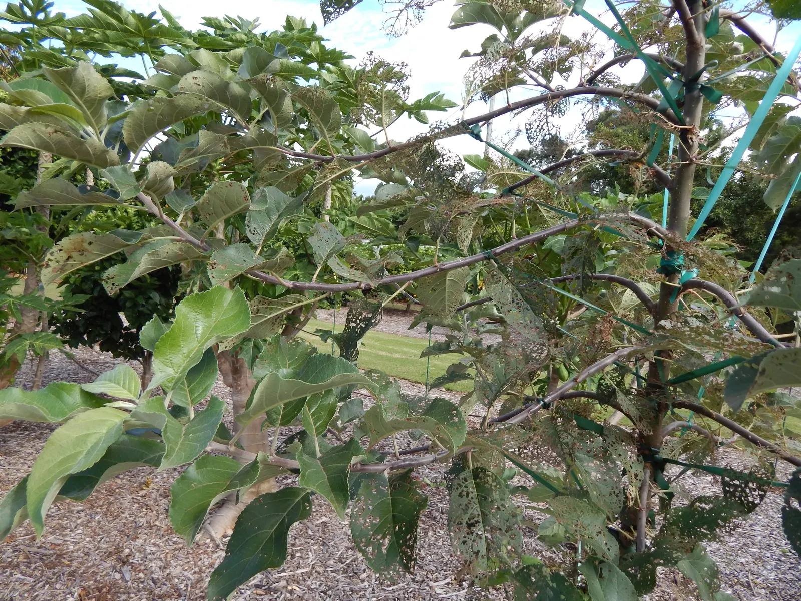Dorset Golden Apple (Malus Pumila 'Dorsett Golden') — the tree yields an abundance of yellow-skinned apples with a sweet
