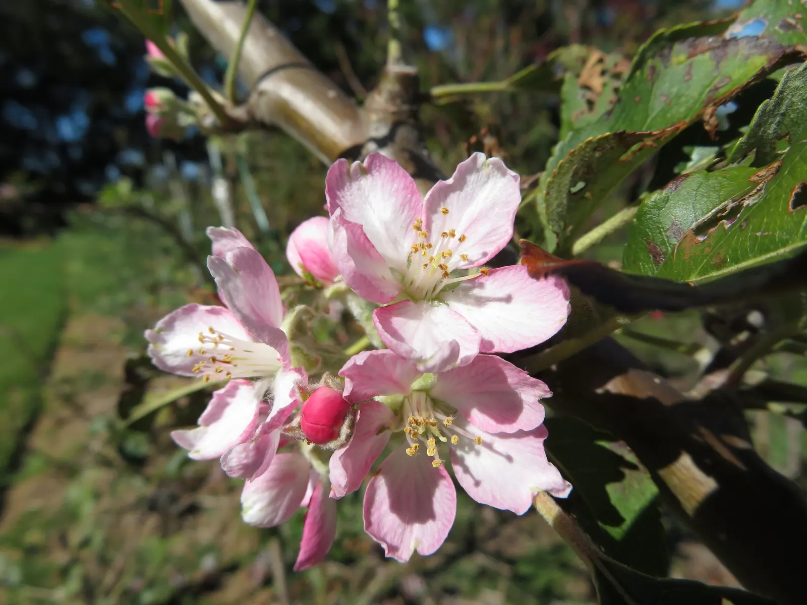 Dorset Golden Apple (Malus Pumila 'Dorsett Golden') — and yellow to orange fall colors