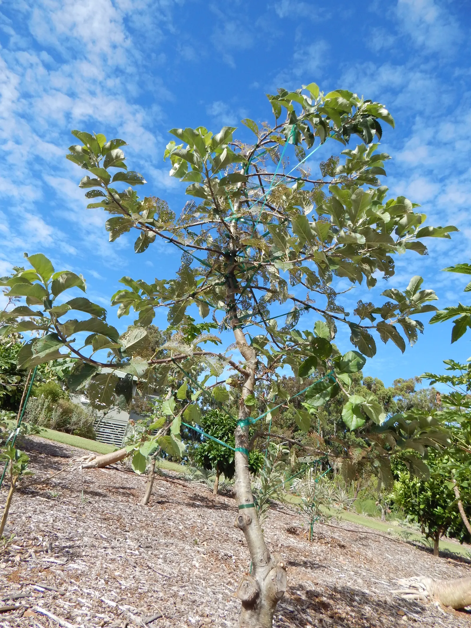 Dorset Golden Apple (Malus Pumila 'Dorsett Golden') — Maturing at a moderate height of typically 10 to 25 feet with a spread of around 10 to 20 feet