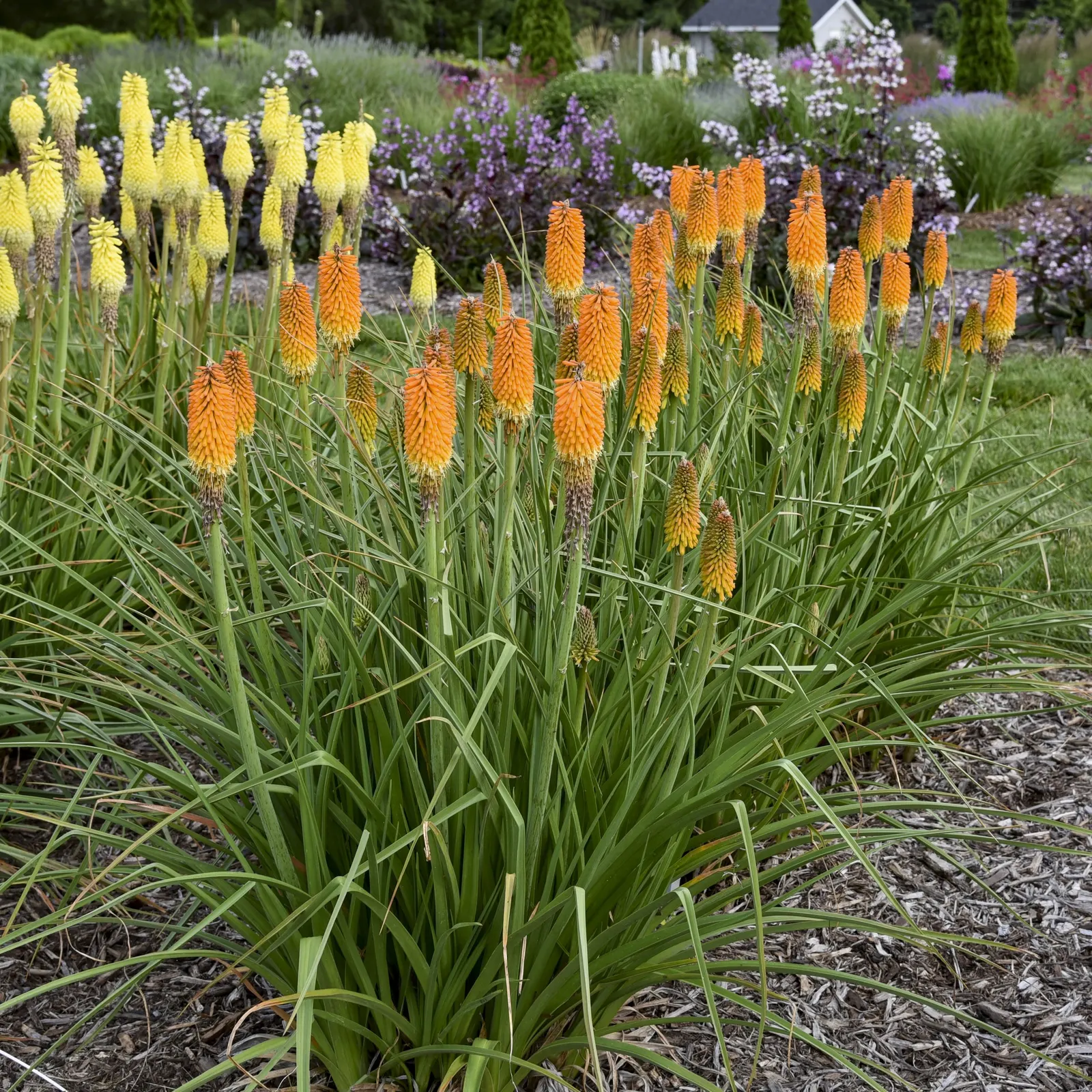 'Mango Mimosa' Red Hot Poker (Kniphofia hybrid) — information and resources