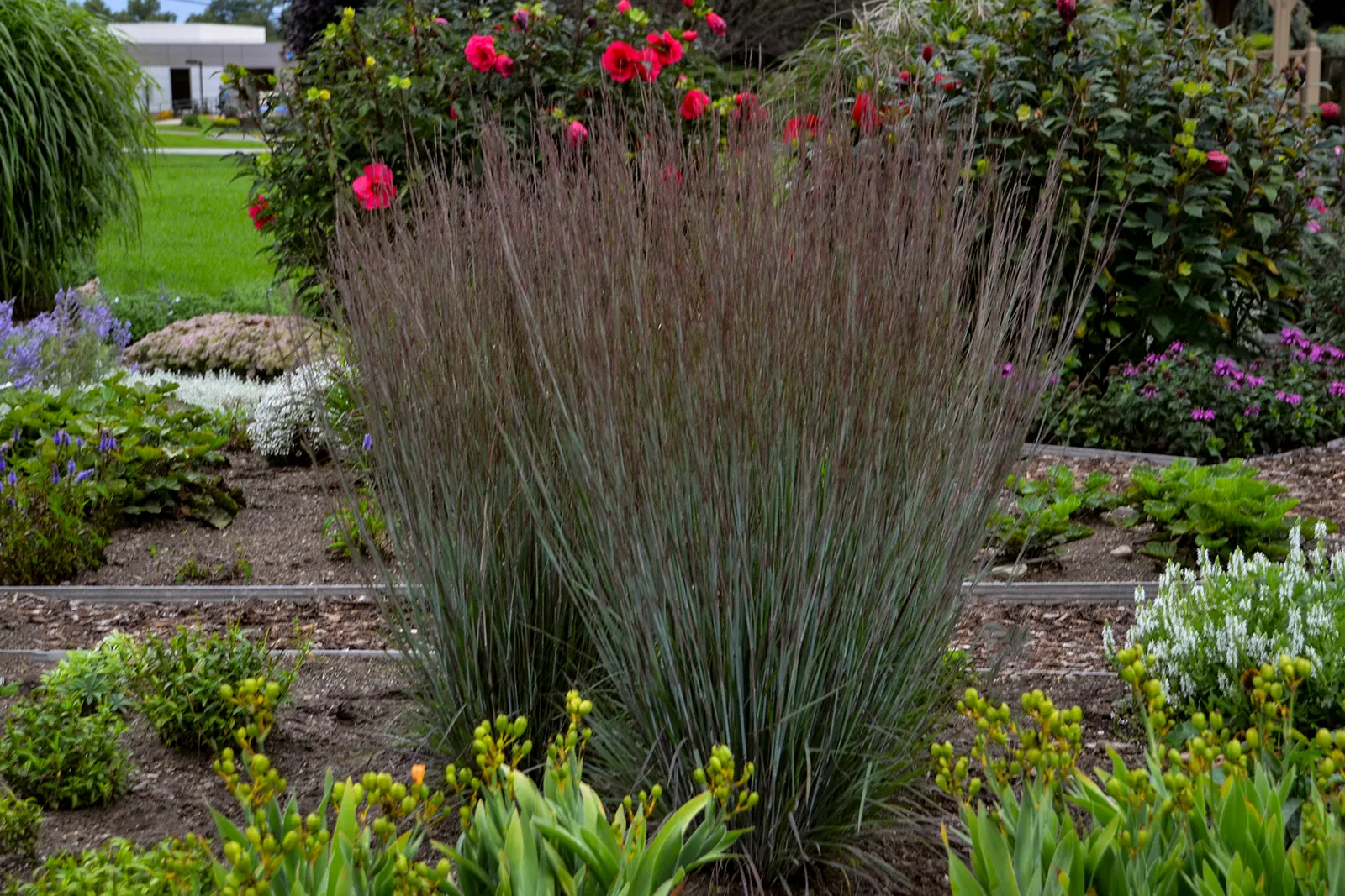 'Blue Paradise' Little Bluestem (Schizachyrium scoparium) — ‘Blue Paradise’ Little Bluestem