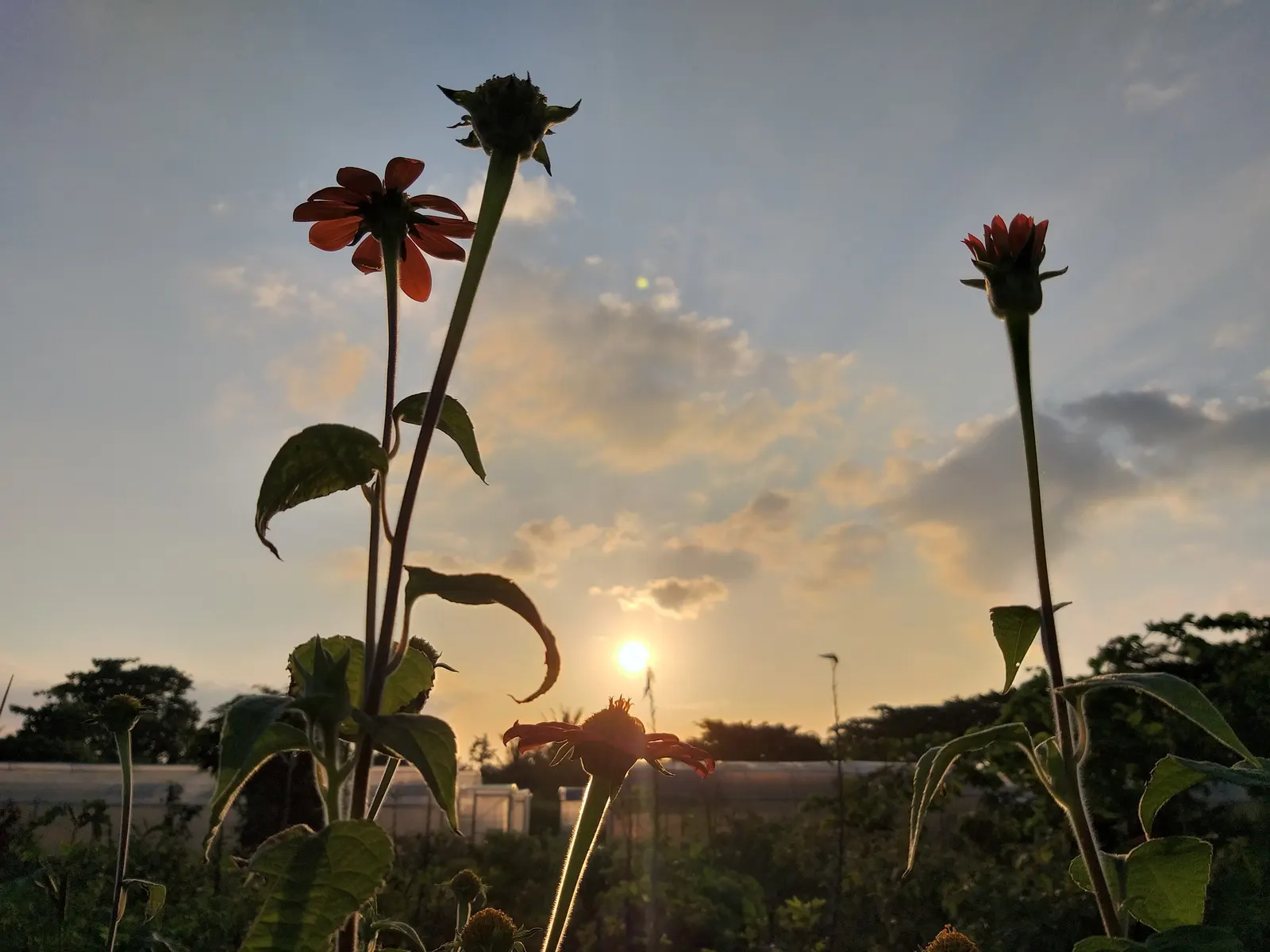 Mexican Sunflower (Tithonia Rotundifolia) — the Mexican Sunflower is a low-maintenance