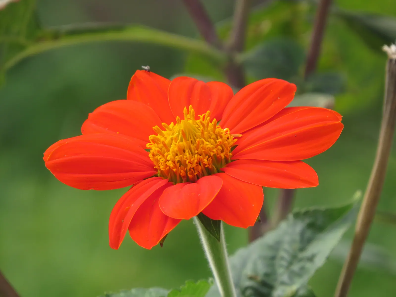 Mexican Sunflower (Tithonia Rotundifolia) — When situating the Mexican Sunflower in a landscape design, consider its height and sun requirements, image 160