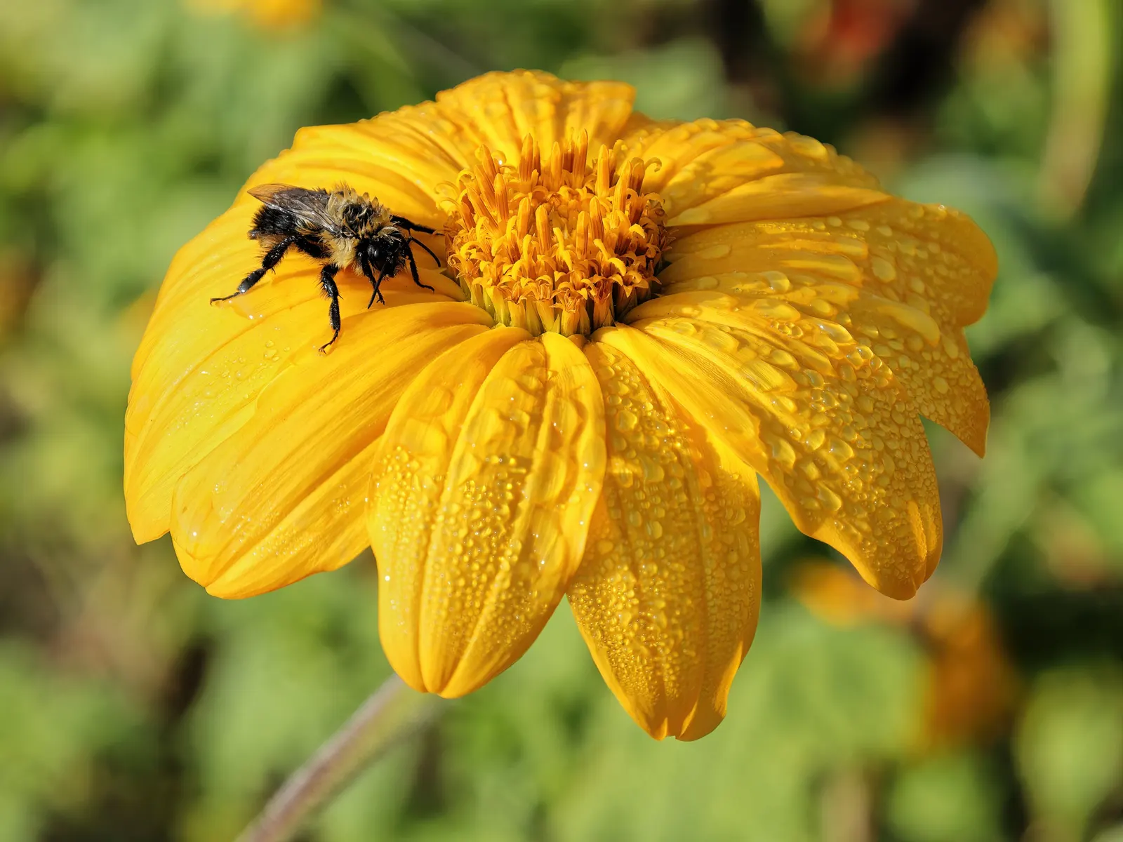 Mexican Sunflower (Tithonia Rotundifolia) — gardeners should be aware that although an annual