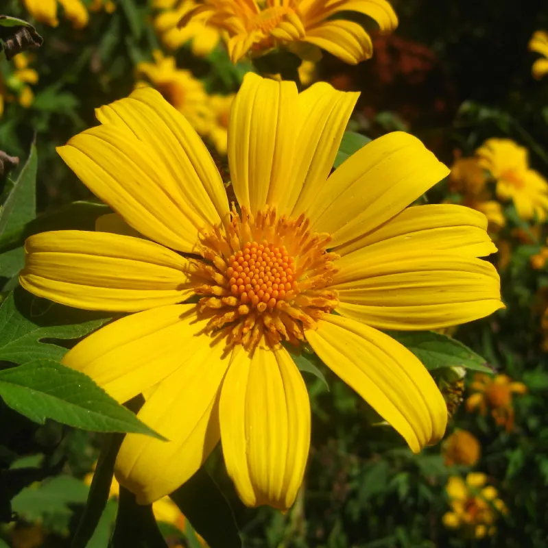 Mexican Sunflower (Tithonia Rotundifolia) — the Mexican Sunflower is a low-maintenance; daisy-like flowers with fiery orange to red petals, image 142
