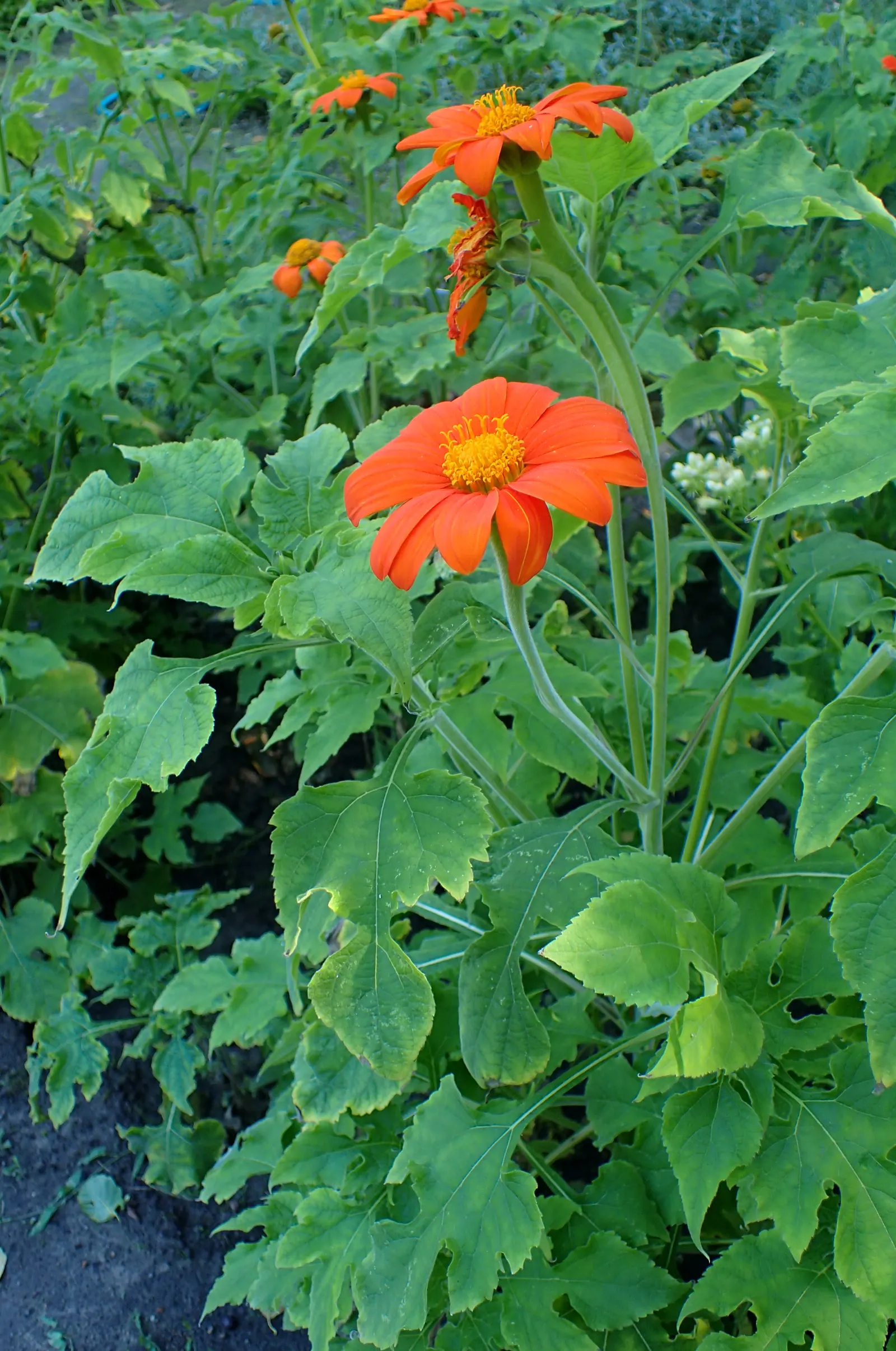 Mexican Sunflower (Tithonia Rotundifolia) — annual for full; ideal for adding vertical interest and a splash of late-season color to any garden, image 63