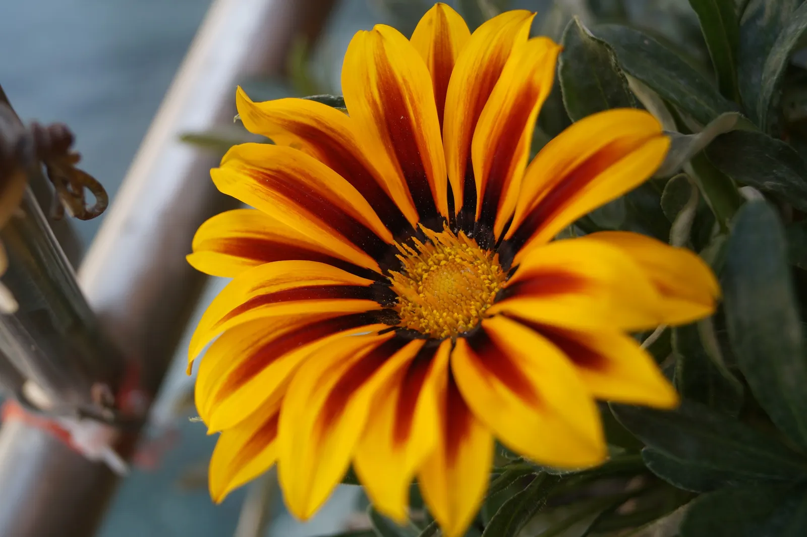 Mexican Sunflower (Tithonia Rotundifolia) — annual for full; ideal for adding vertical interest and a splash of late-season color to any garden, image 84