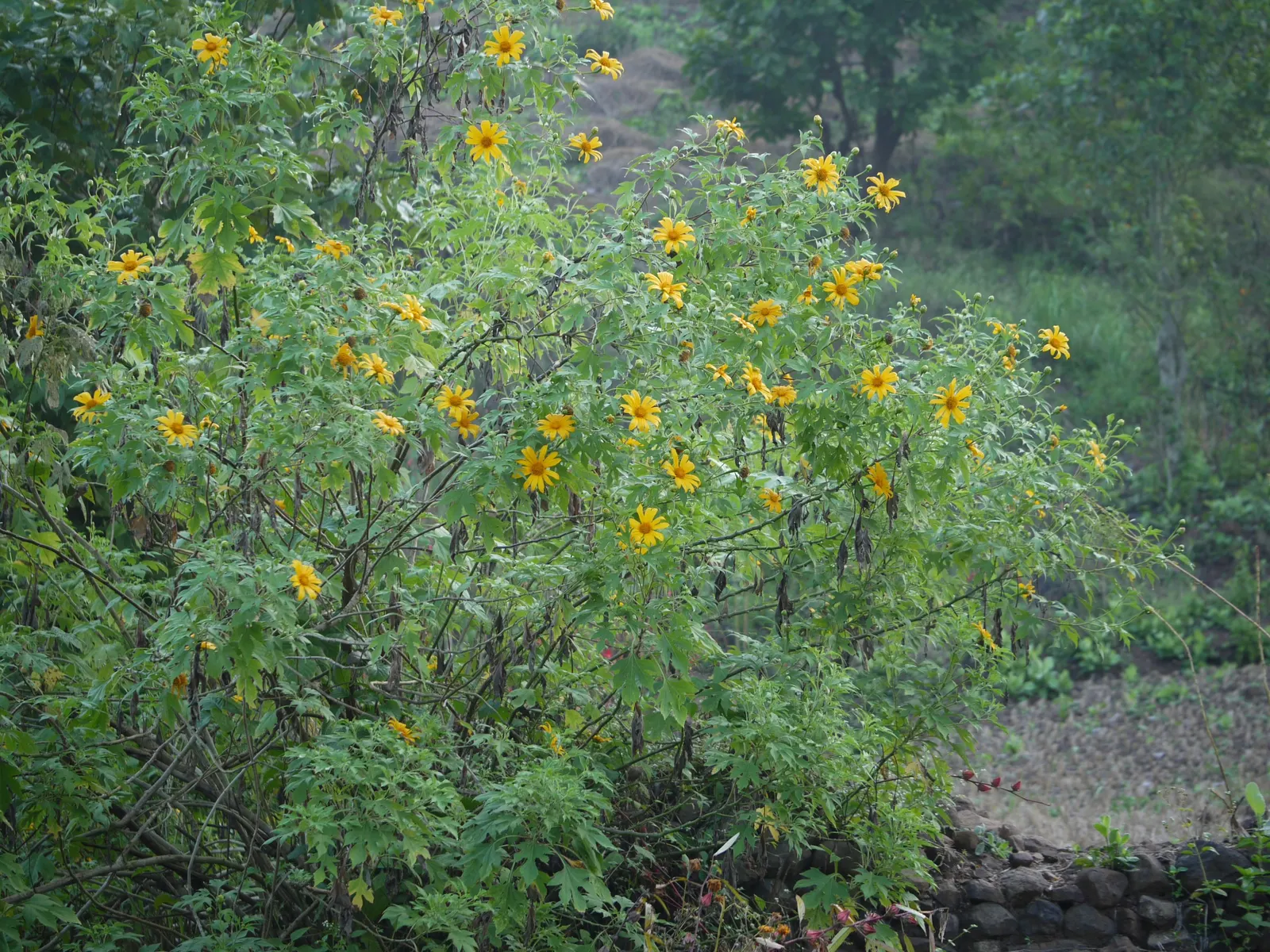 Mexican Sunflower (Tithonia Rotundifolia) — high-impact plant with a statuesque presence