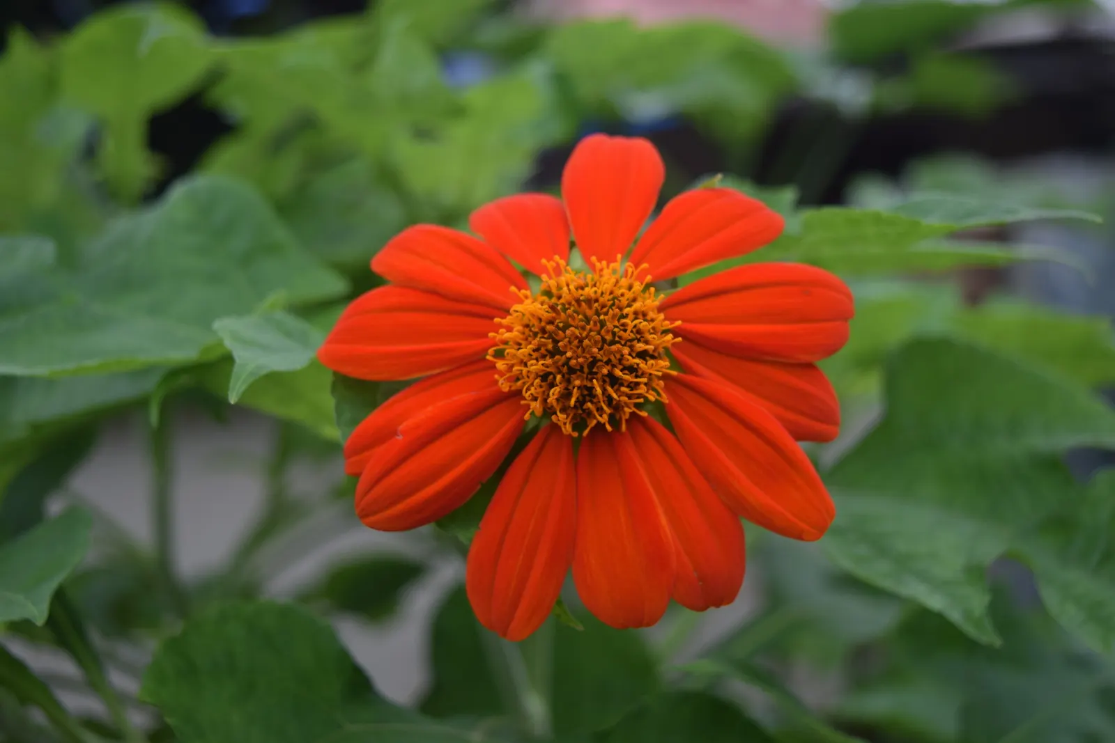 Mexican Sunflower (Tithonia Rotundifolia) — orange flowers in the garden; daisy-like flowers with fiery orange to red petals surrounding a central, image 208
