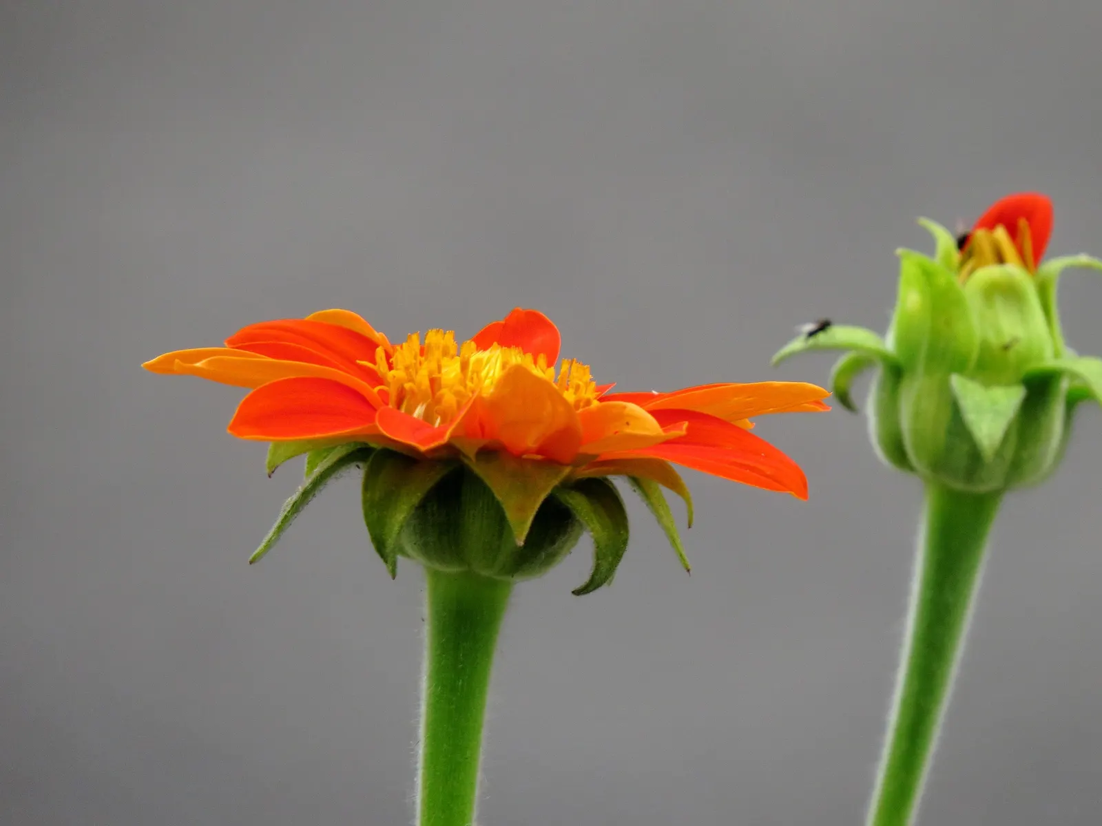 Mexican Sunflower (Tithonia Rotundifolia) — high-impact plant with a statuesque presence; making it suitable for regions with hot, image 80