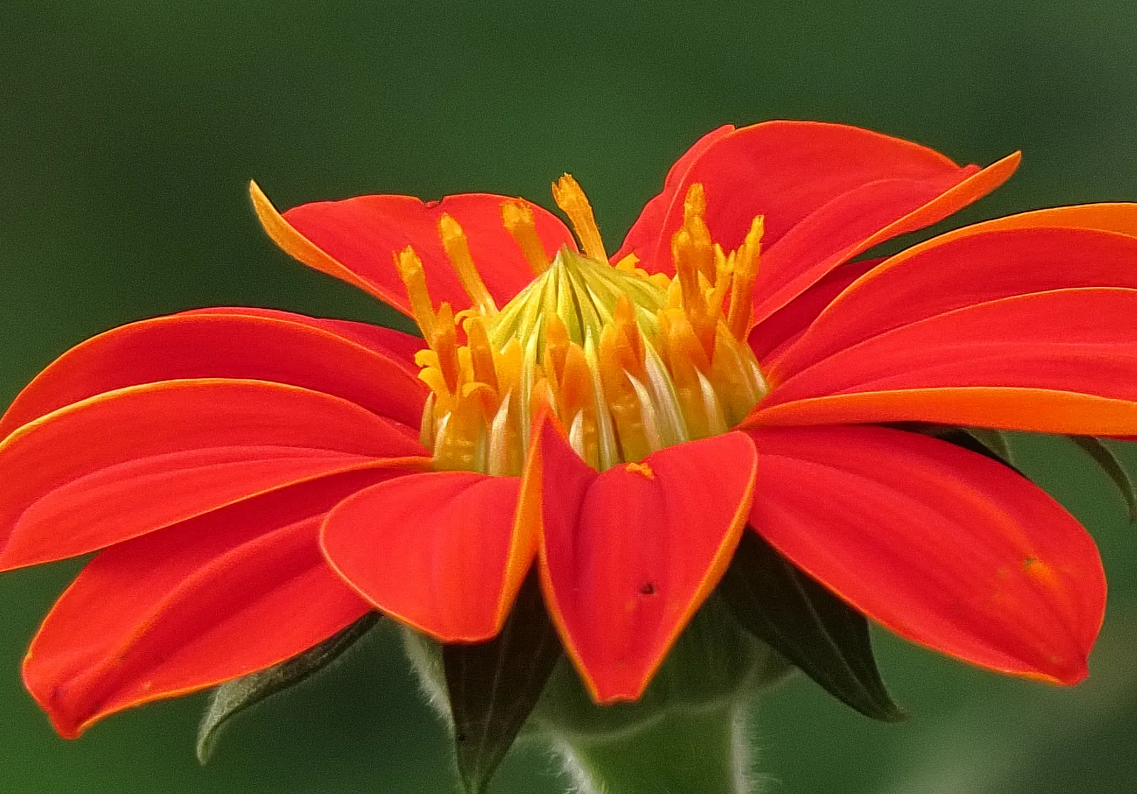 Mexican Sunflower (Tithonia Rotundifolia) — the Mexican Sunflower is a low-maintenance; daisy-like flowers with fiery orange to red petals, image 79