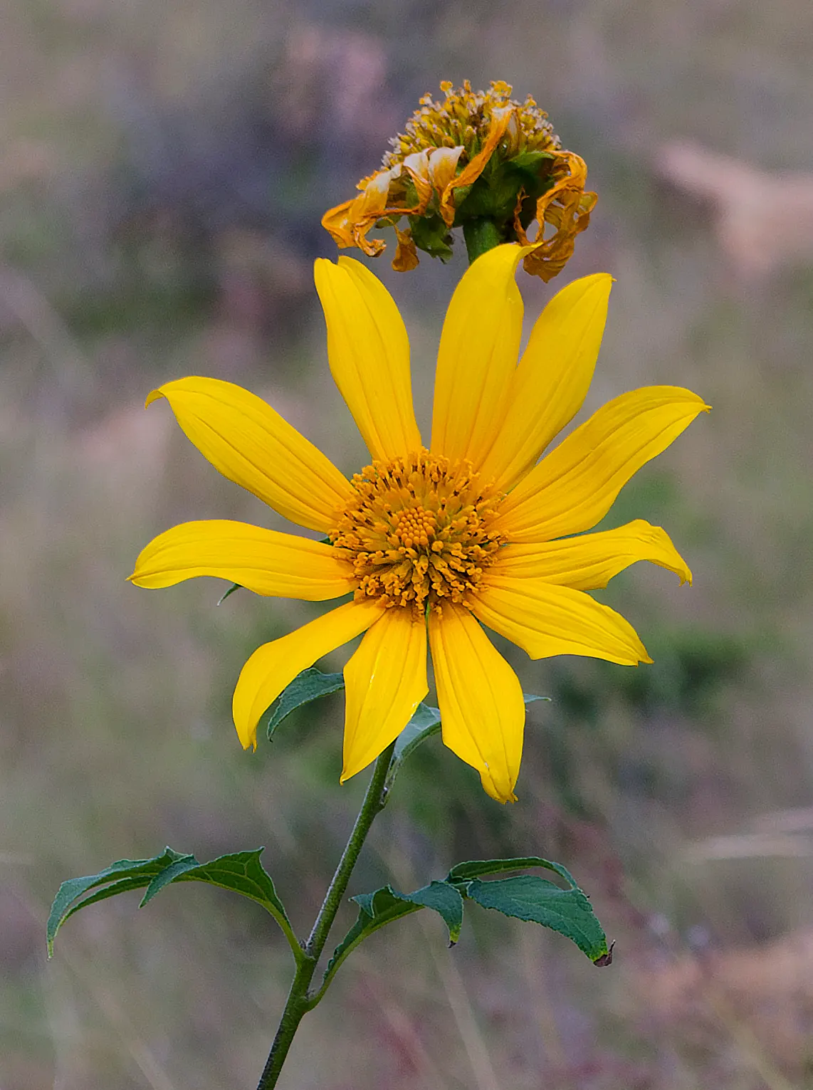Mexican Sunflower (Tithonia Rotundifolia) — Tithonia rotundifolia requires full sun exposure and well-draining soil; ideal for adding vertical, image 51