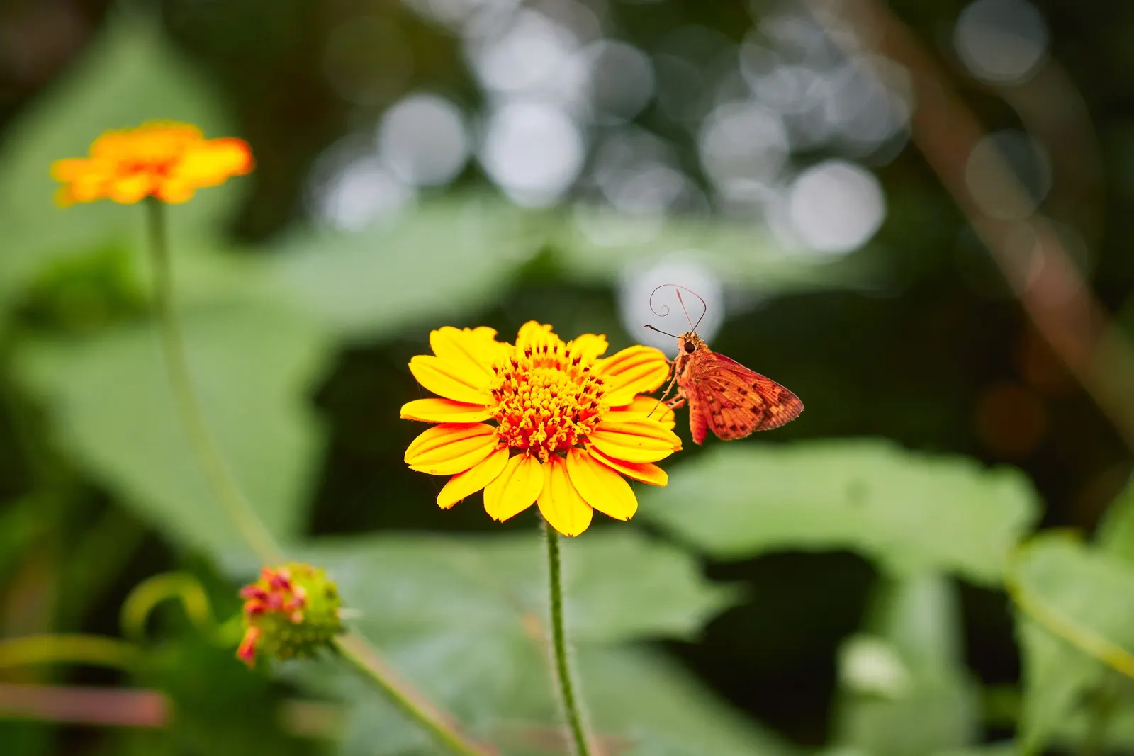 Mexican Sunflower (Tithonia Rotundifolia) — this plant adds a burst of warm color to any landscape design from mid-summer through fall; ideal for, image 69