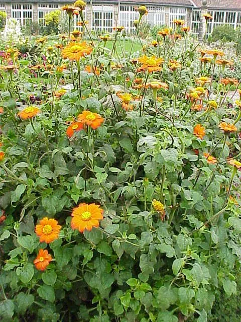 Mexican Sunflower (Tithonia Rotundifolia) — Ideal for adding height and color to borders or as a background plant; ideal for adding vertical, image 192