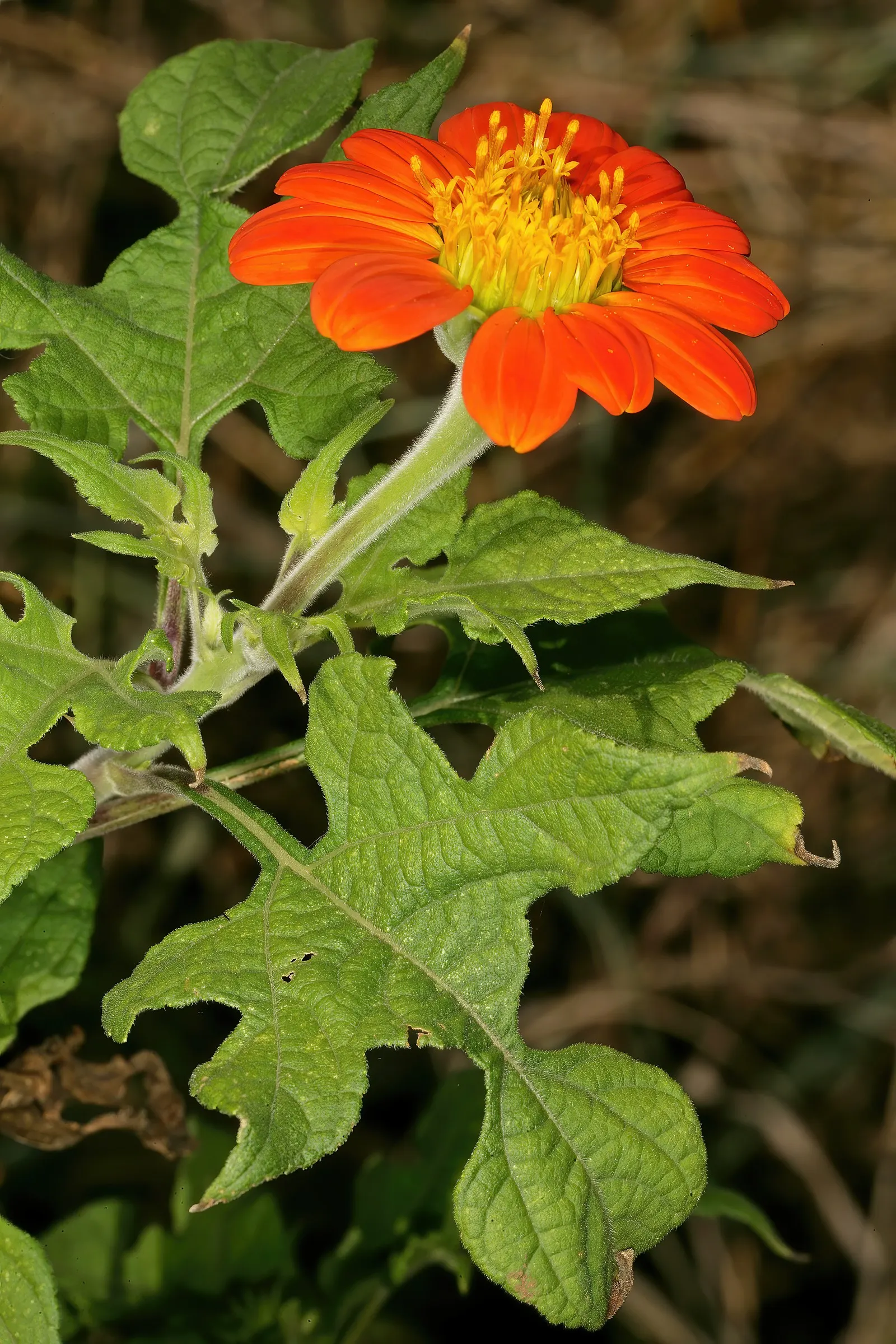 Mexican Sunflower (Tithonia Rotundifolia) — daisy-like flowers with fiery orange to red petals surrounding a central yellow disk, image 193