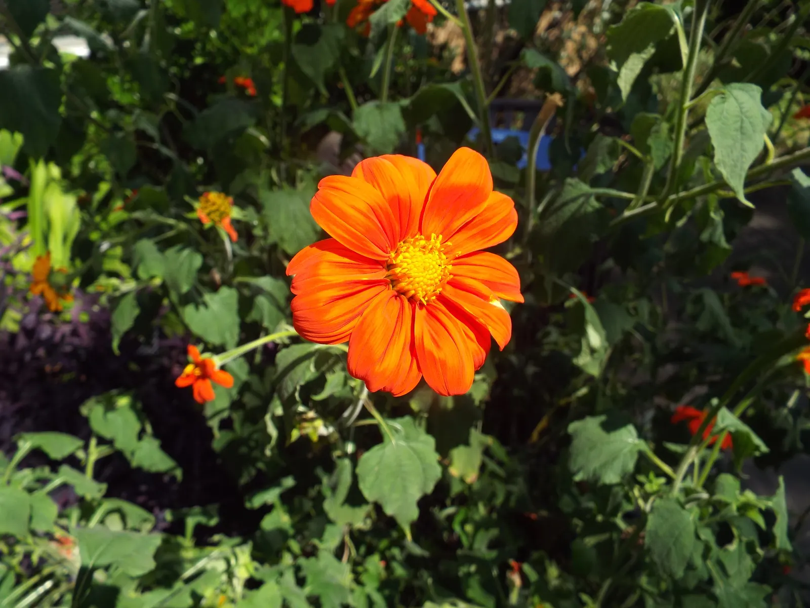 Mexican Sunflower (Tithonia Rotundifolia) — daisy-like flowers with fiery orange to red petals surrounding a central yellow disk, image 46