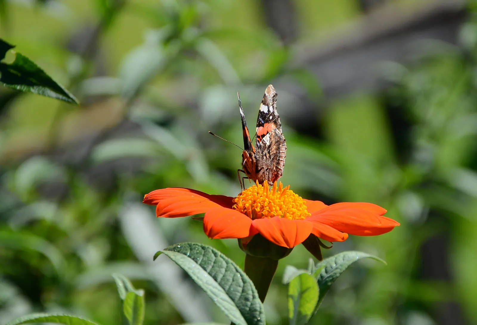 Mexican Sunflower (Tithonia Rotundifolia) — making it suitable for regions with hot, image 137