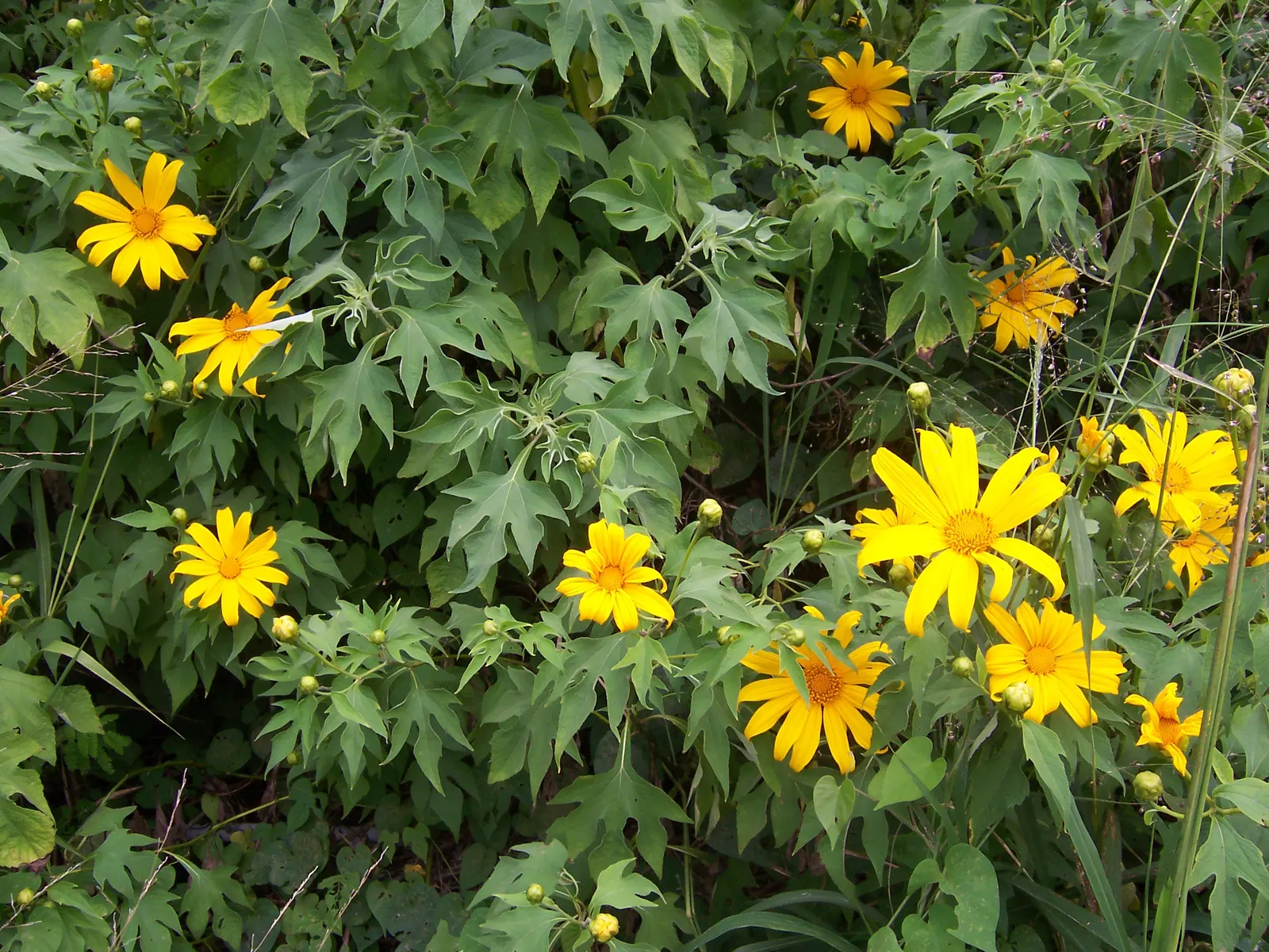 Mexican Sunflower (Tithonia Rotundifolia) — providing a lush backdrop for the blossoms.<br><br>For optimal growth; making it suitable for regions, image 113