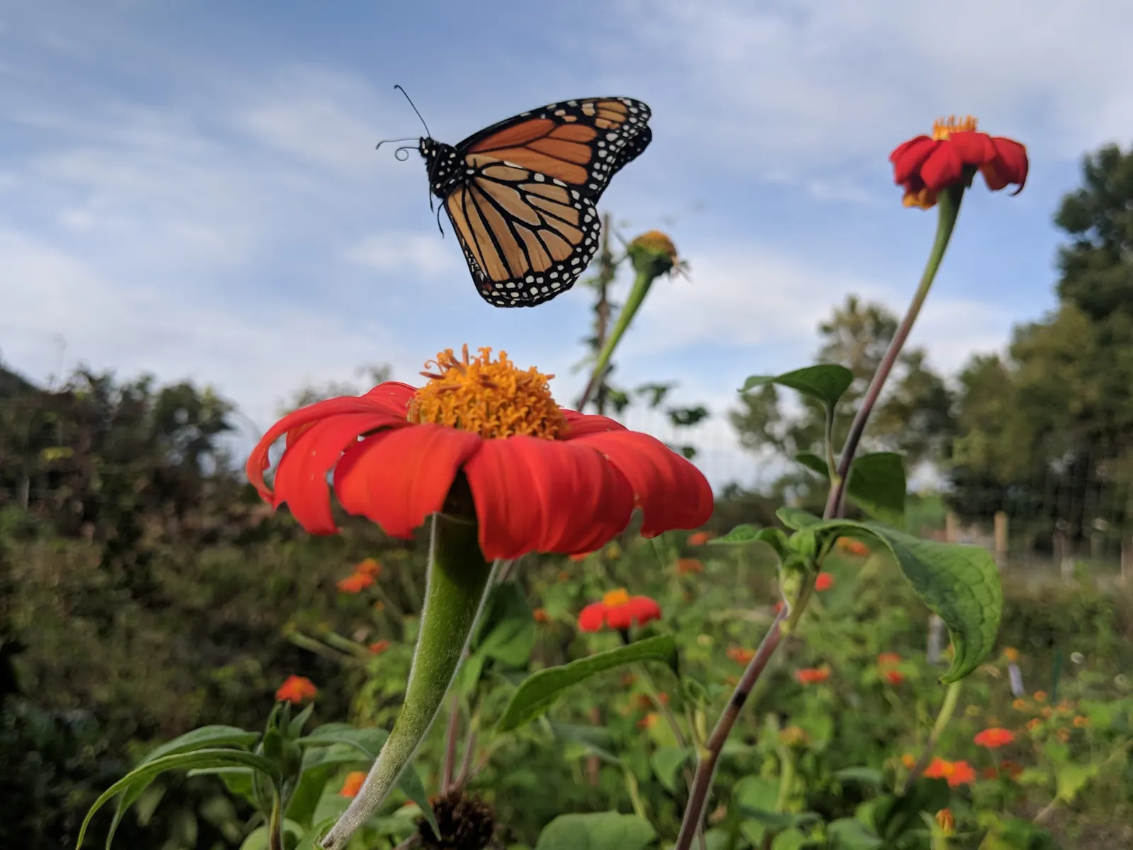 Mexican Sunflower (Tithonia Rotundifolia) — ideal for adding vertical interest and a splash of late-season color to any garden setting, image 186