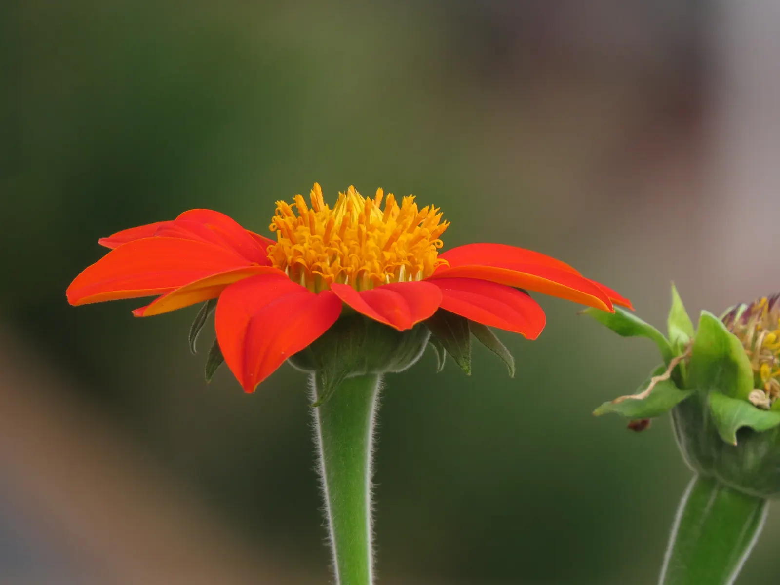 Mexican Sunflower (Tithonia Rotundifolia) — gardeners should be aware that although an annual; making it suitable for regions with hot, image 182