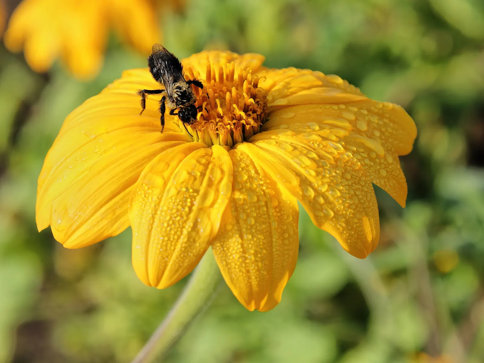 Mexican Sunflower (Tithonia Rotundifolia) — Preferring full sun, it thrives in well-drained soil and is drought-tolerant once established, image 169