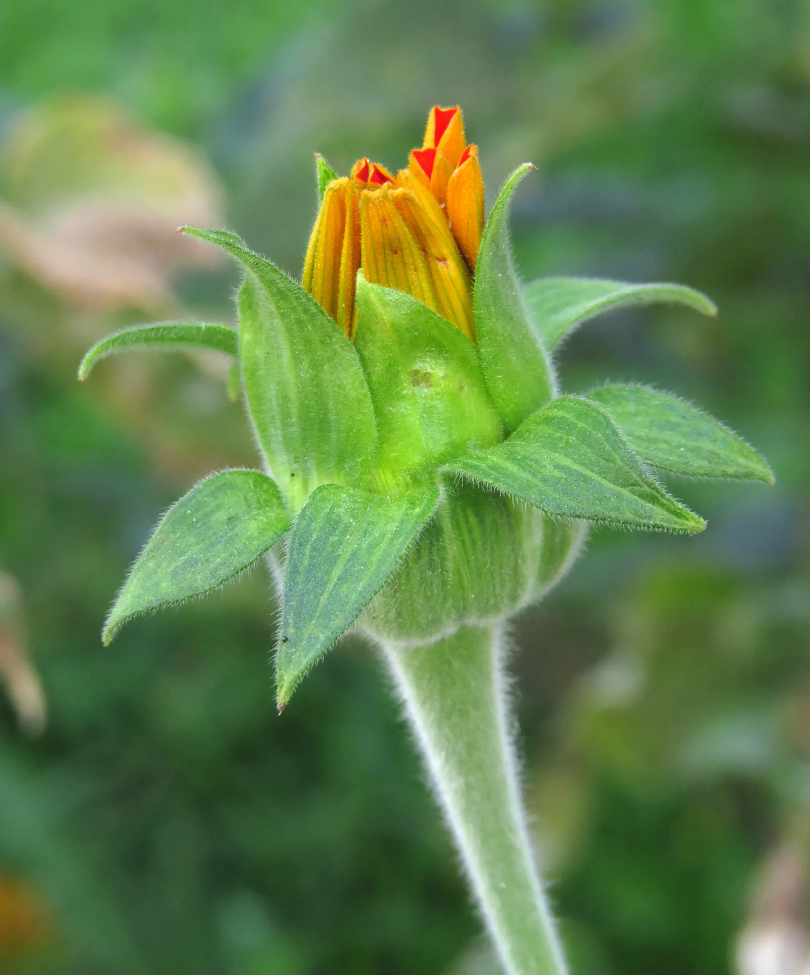 Mexican Sunflower (Tithonia Rotundifolia) — It's quite drought-tolerant once established; daisy-like flowers with fiery orange to red petals, image 220