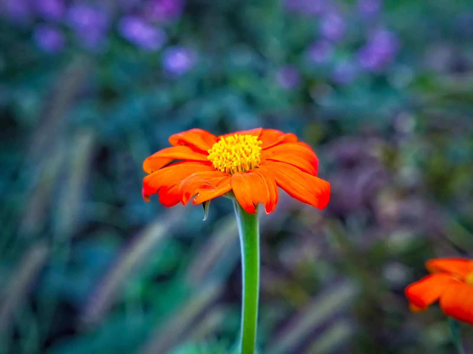 Mexican Sunflower (Tithonia Rotundifolia) — dry summers - although regular watering will encourage more prolific blooming; ideal for adding, image 222