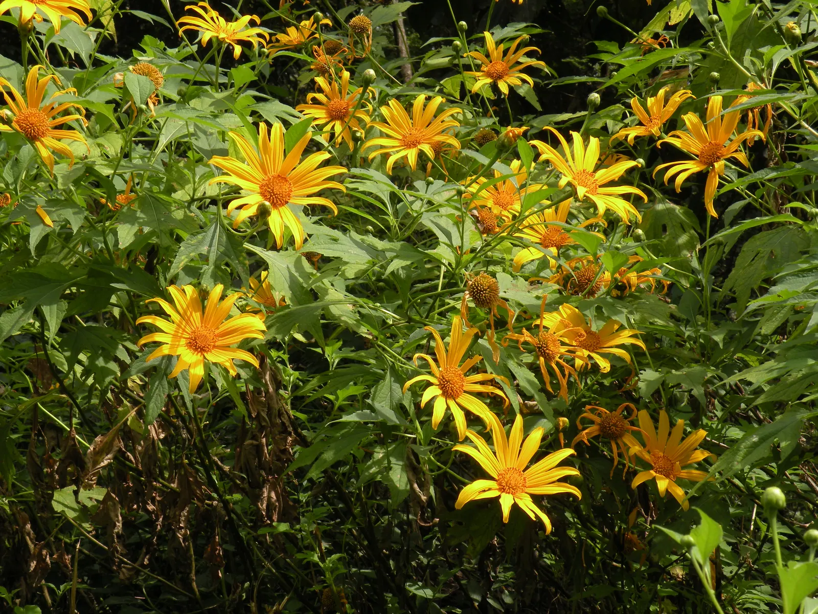 Mexican Sunflower (Tithonia Rotundifolia) — gardeners should be aware that although an annual; making it suitable for regions with hot, image 98