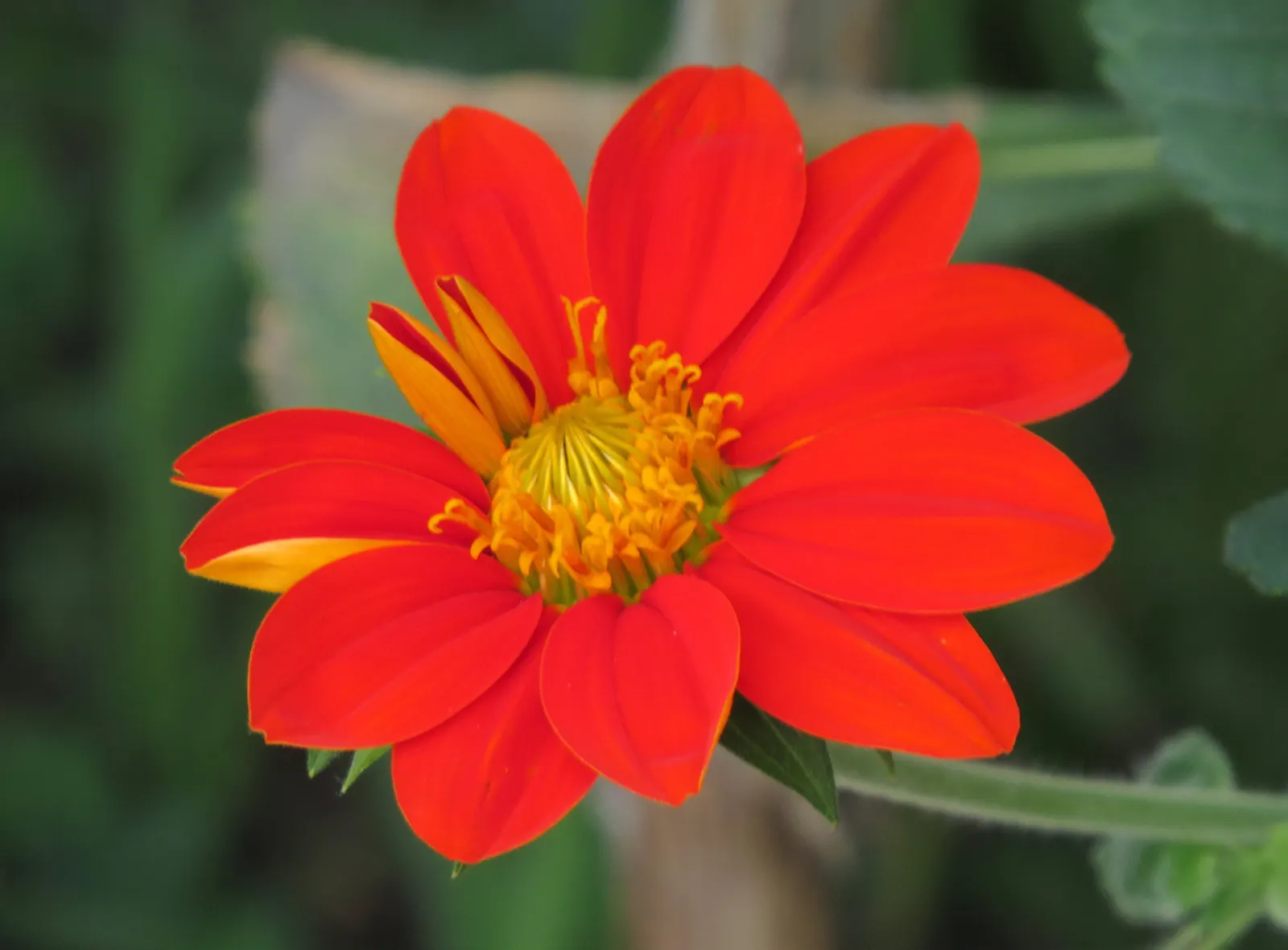 Mexican Sunflower (Tithonia Rotundifolia) — Preferring full sun, it thrives in well-drained soil and is drought-tolerant once established, image 127
