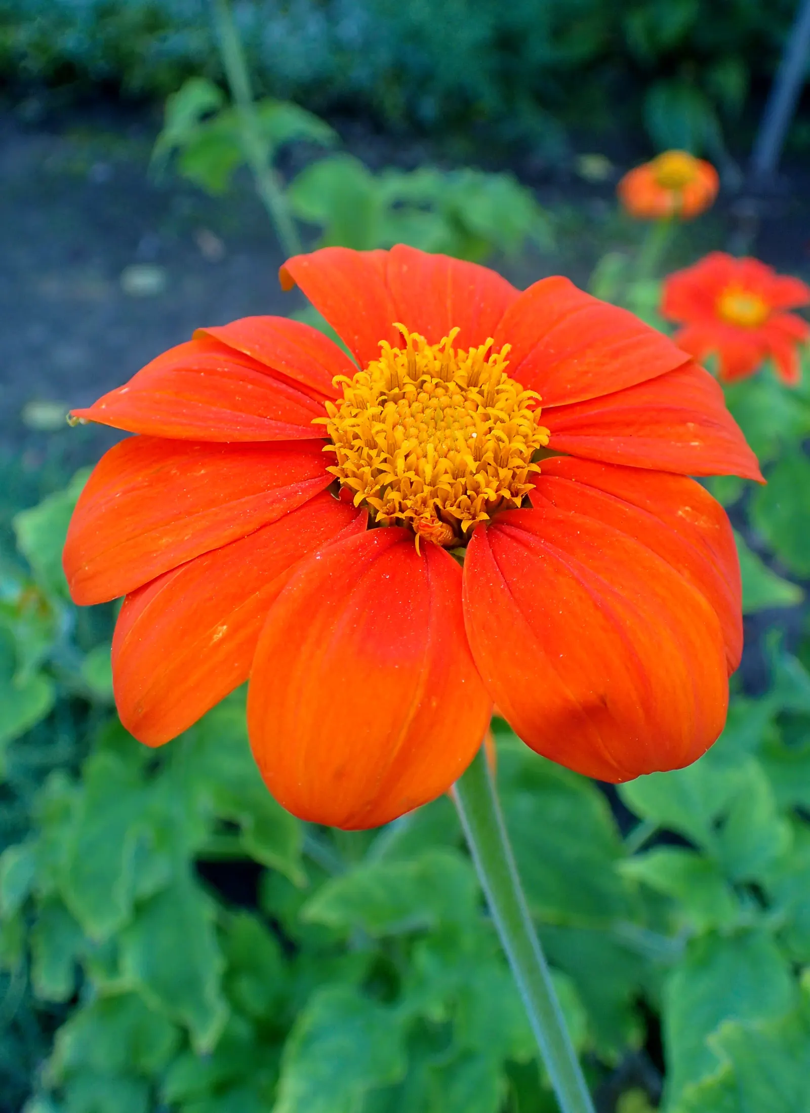 Mexican Sunflower (Tithonia Rotundifolia) — It's quite drought-tolerant once established; daisy-like flowers with fiery orange to red petals, image 94